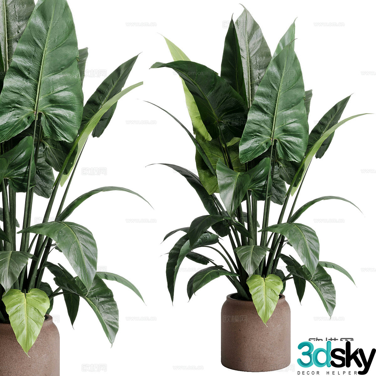 New Chinese style wasabi green plant potted 3D model