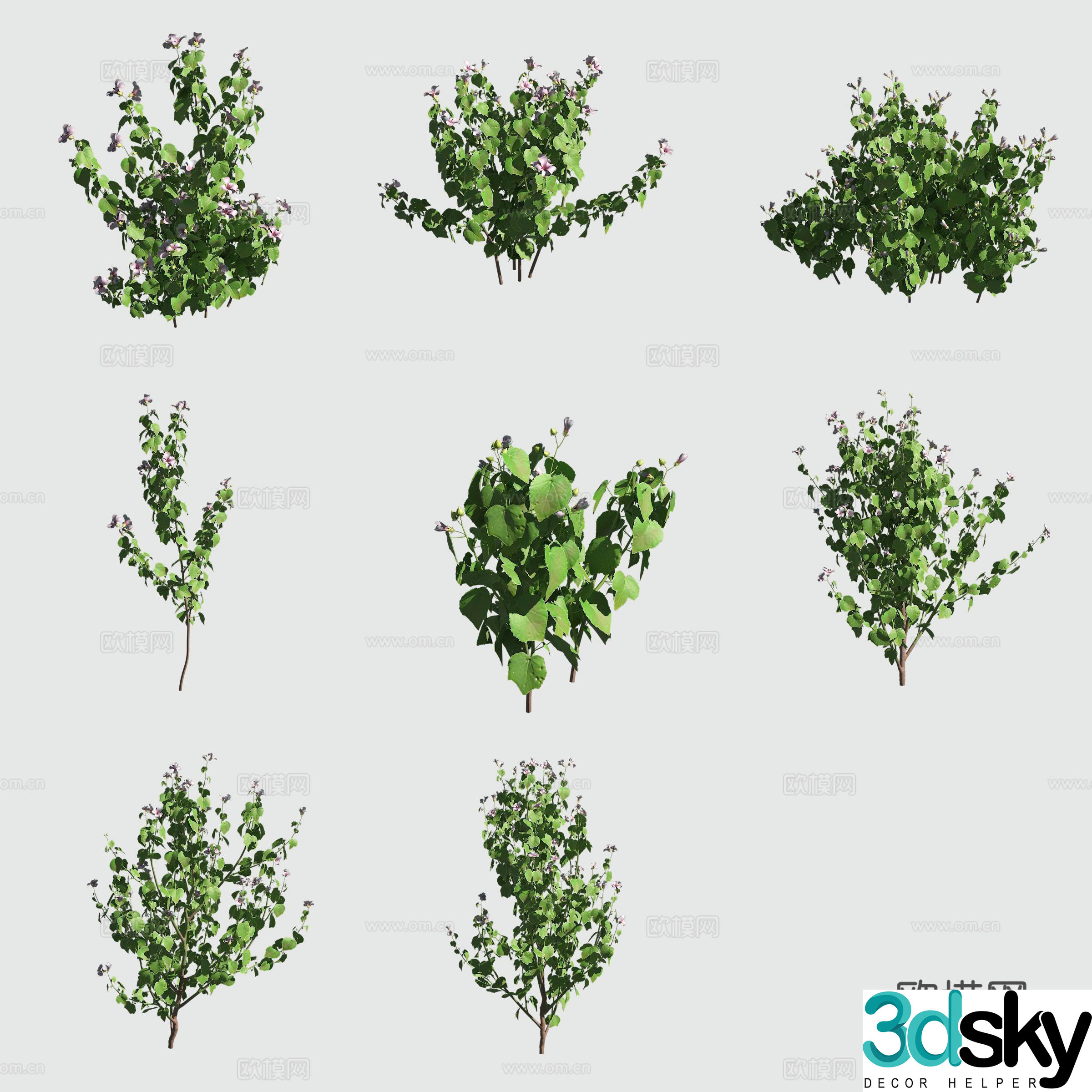 Fork-tailed hibiscus hawaiian plant 3d model