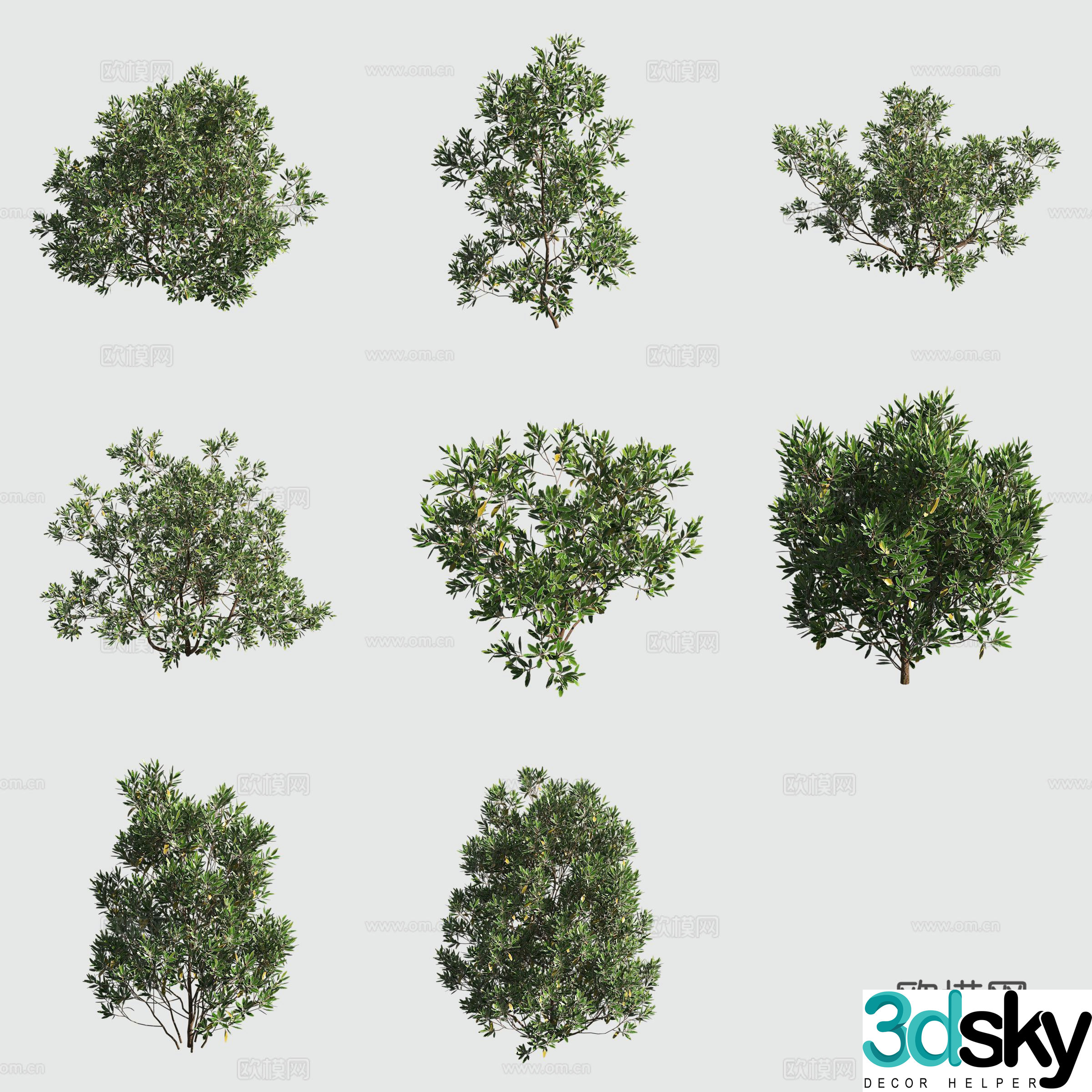 Chesangzi Hawaiian Plant 3D Model