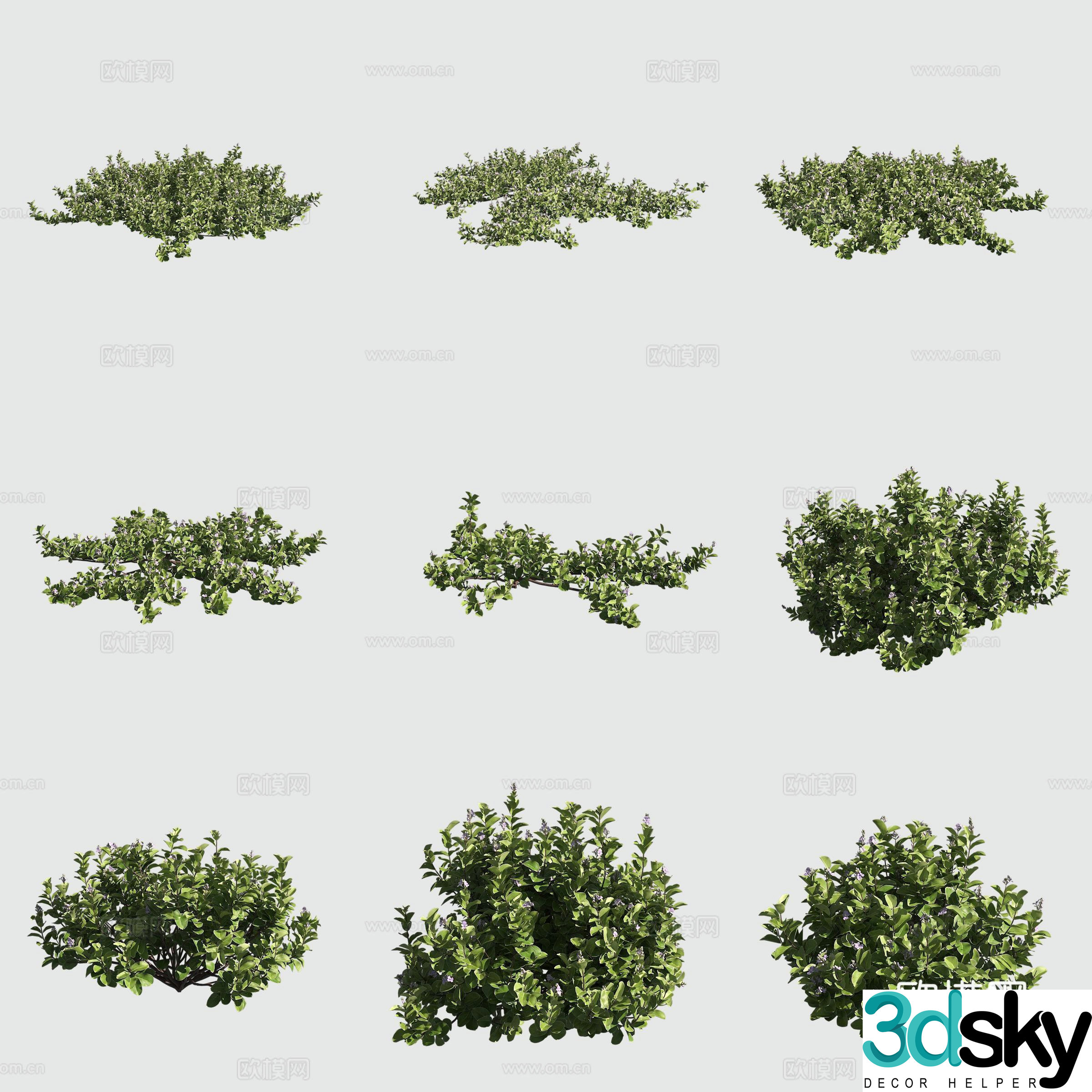 Single leaf vine hawaiian plant 3D model