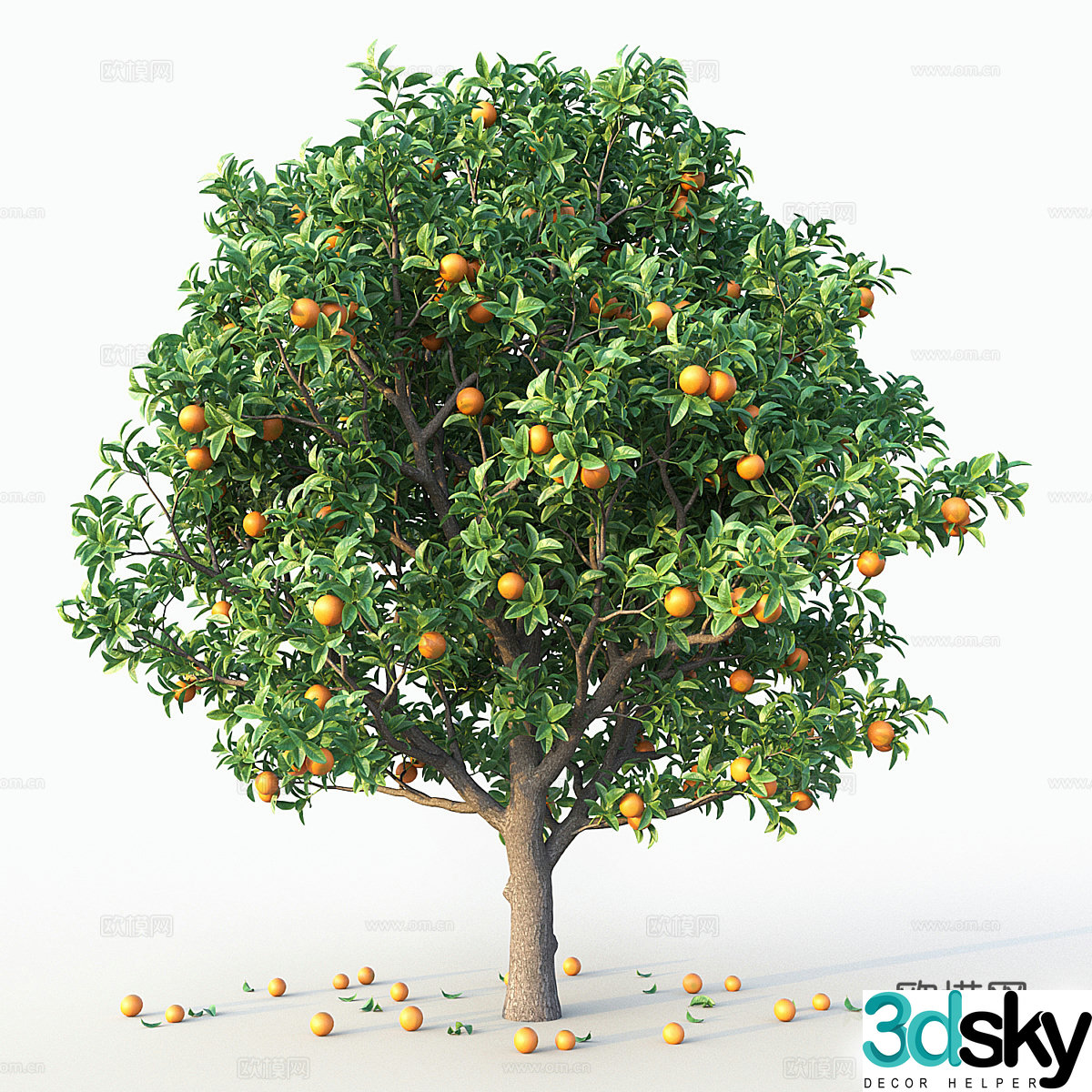 Orange tree 3d model