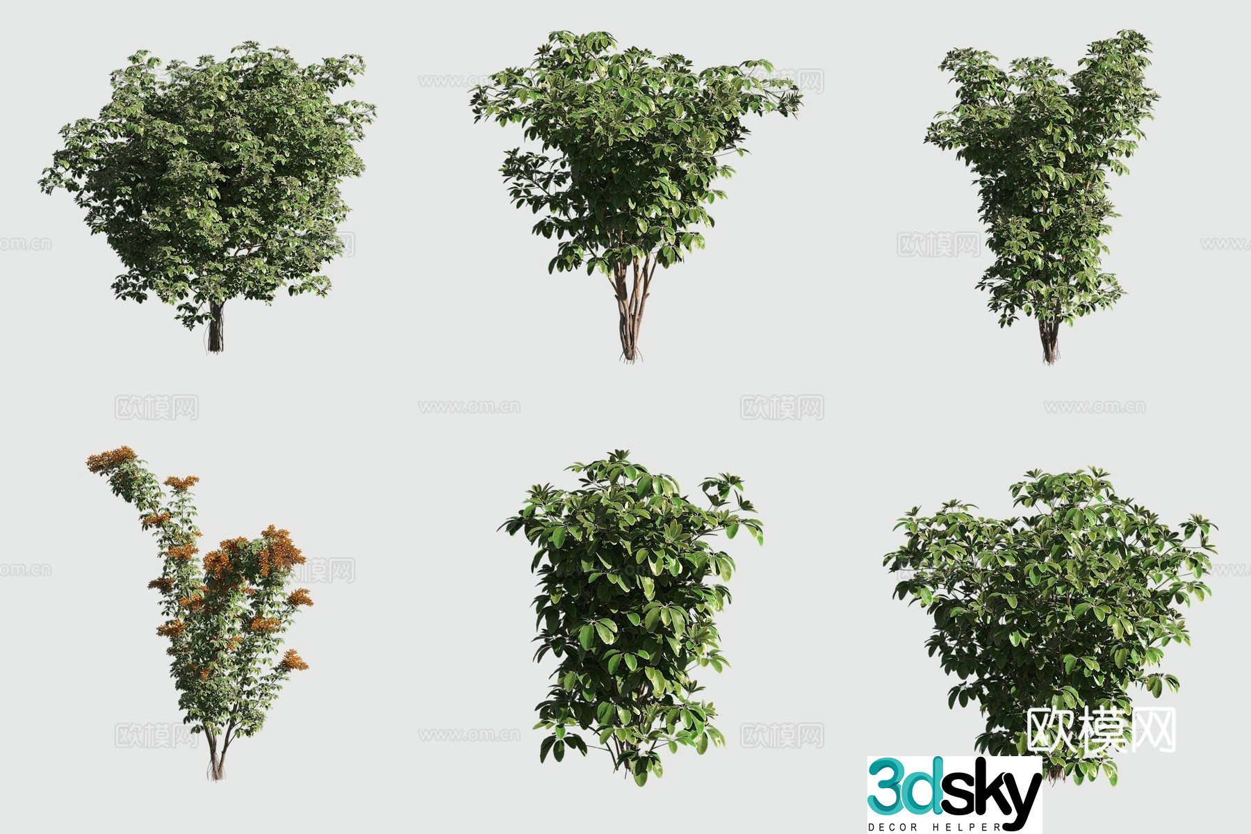3D model of Hawaiian plants