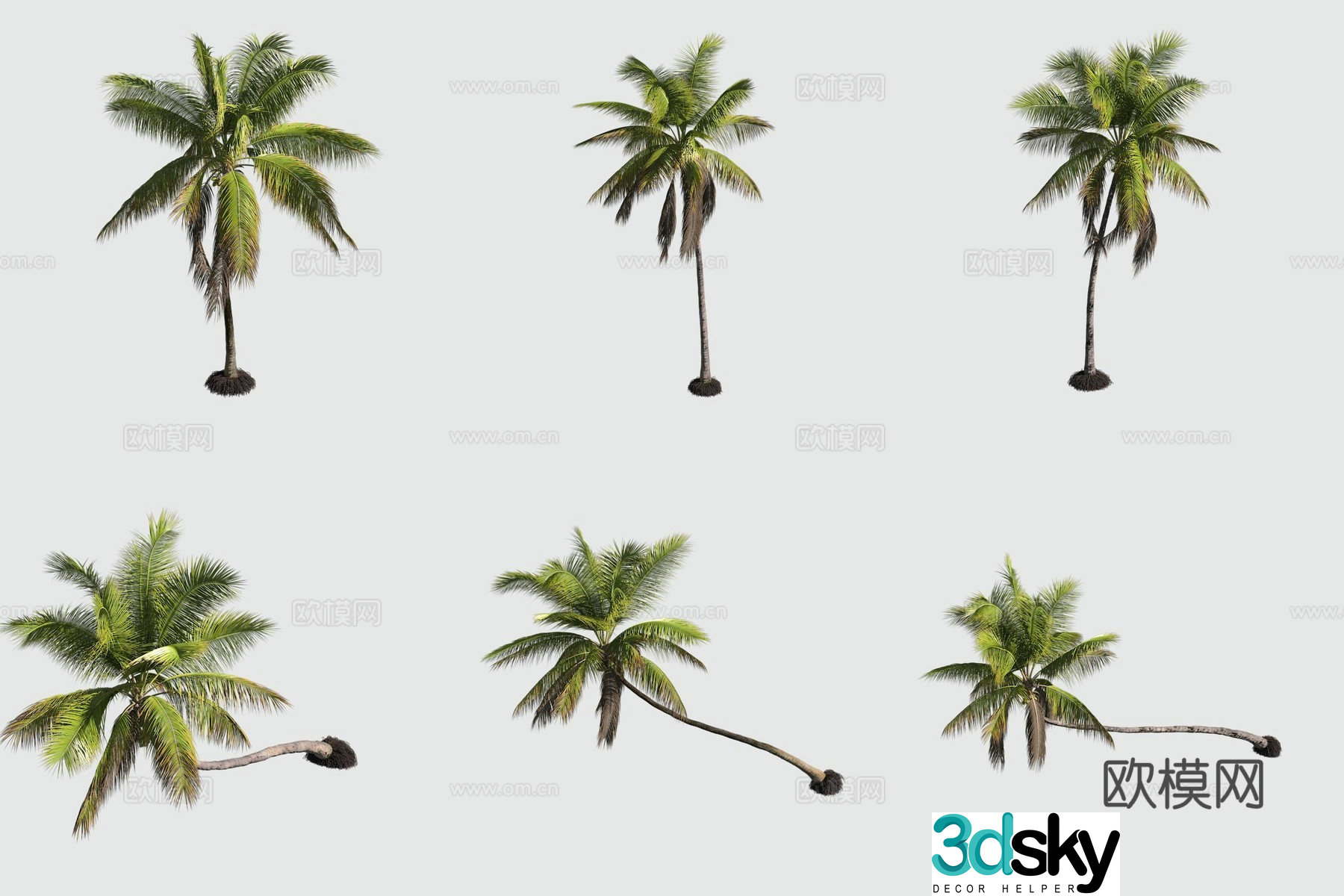 Coconut Tree Hawaiian Plant 3D Model