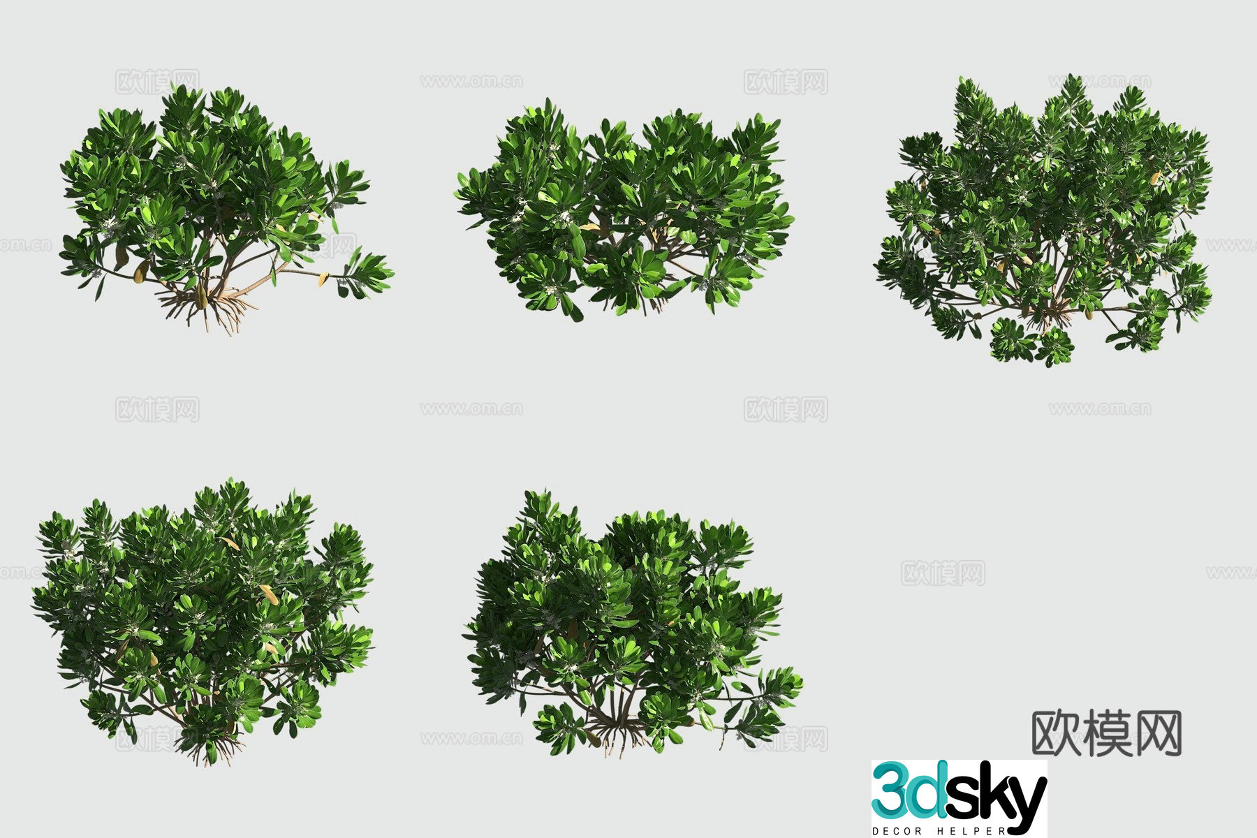 Grass Pittrum Hawaiian Plant 3D Model