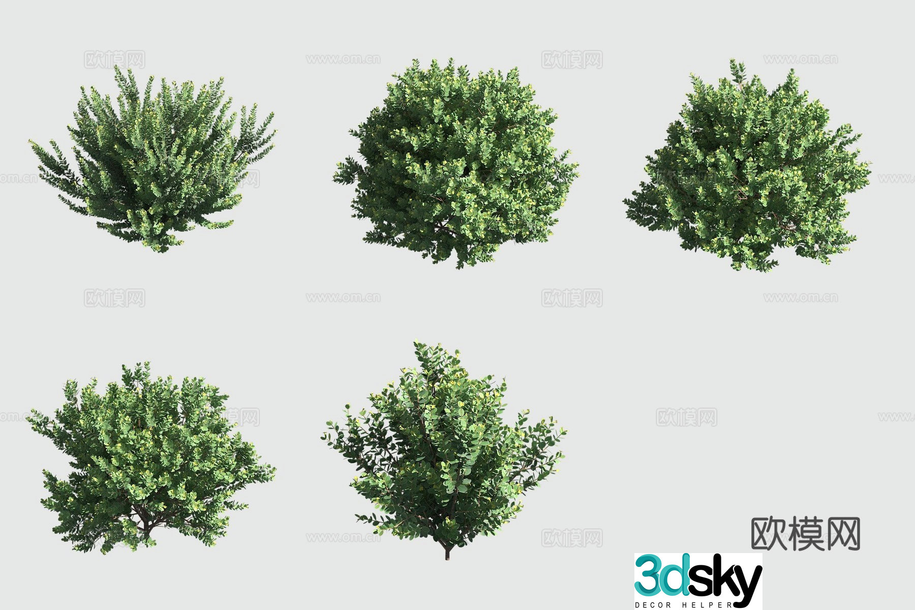 Bear fruit flower Hawaiian plant 3D model