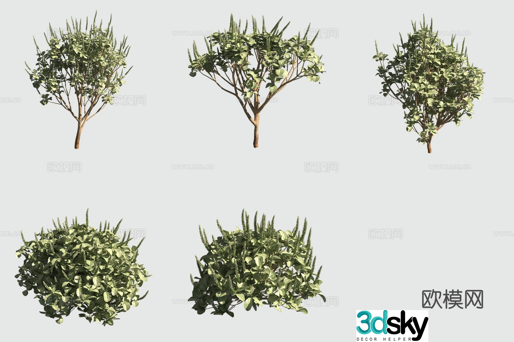 Blunt leaf earth ashstos hawaiian plant 3D model