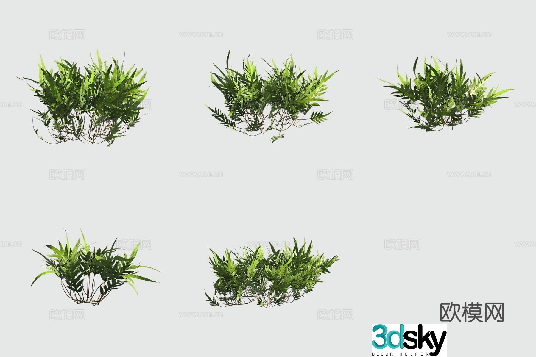 Tumor Fern Hawaiian Plant 3D Model