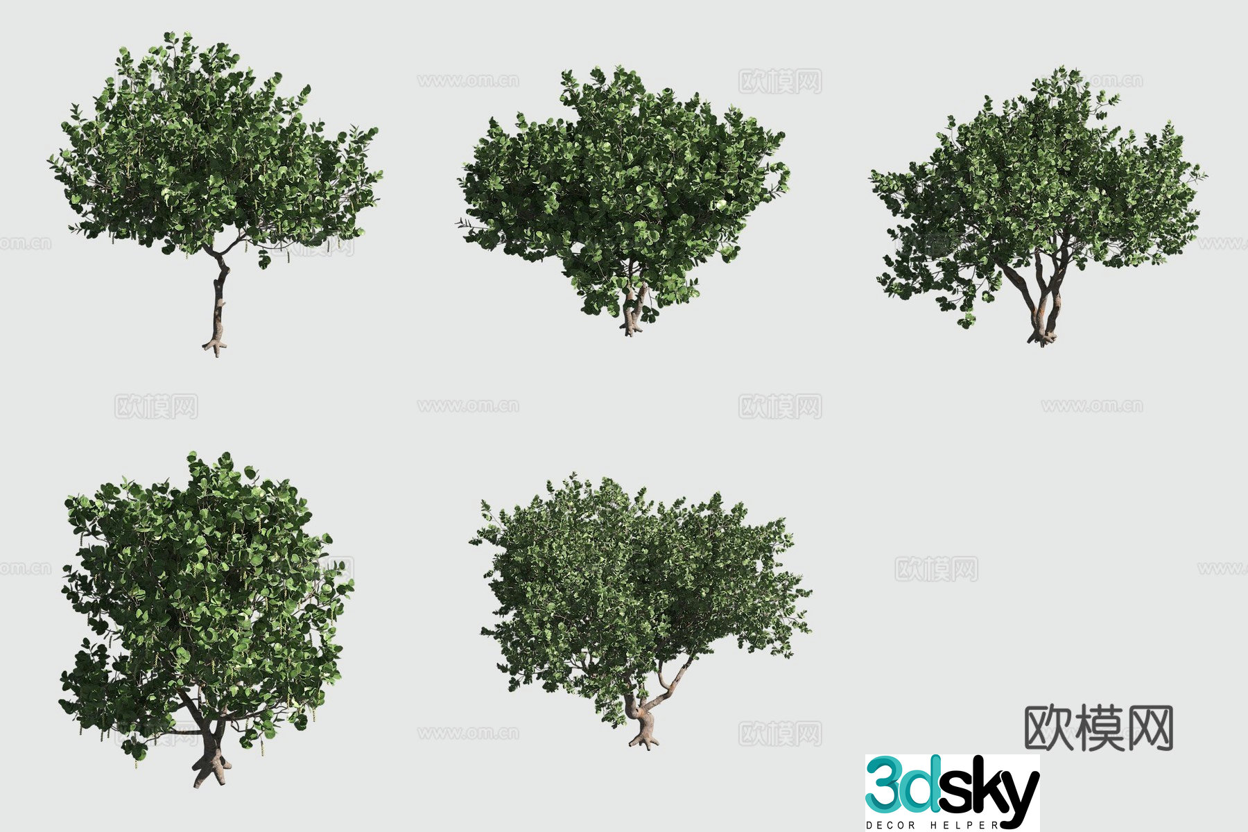 Sea grape Hawaiian plant 3d model