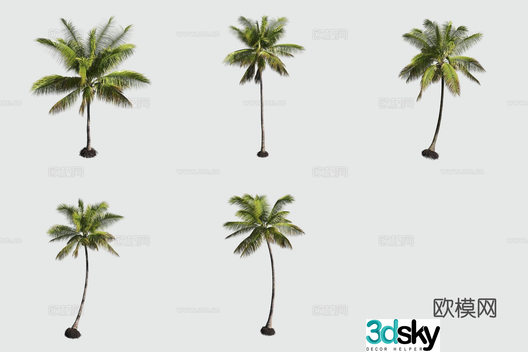 Coconut Tree Hawaiian Plant 3D Model