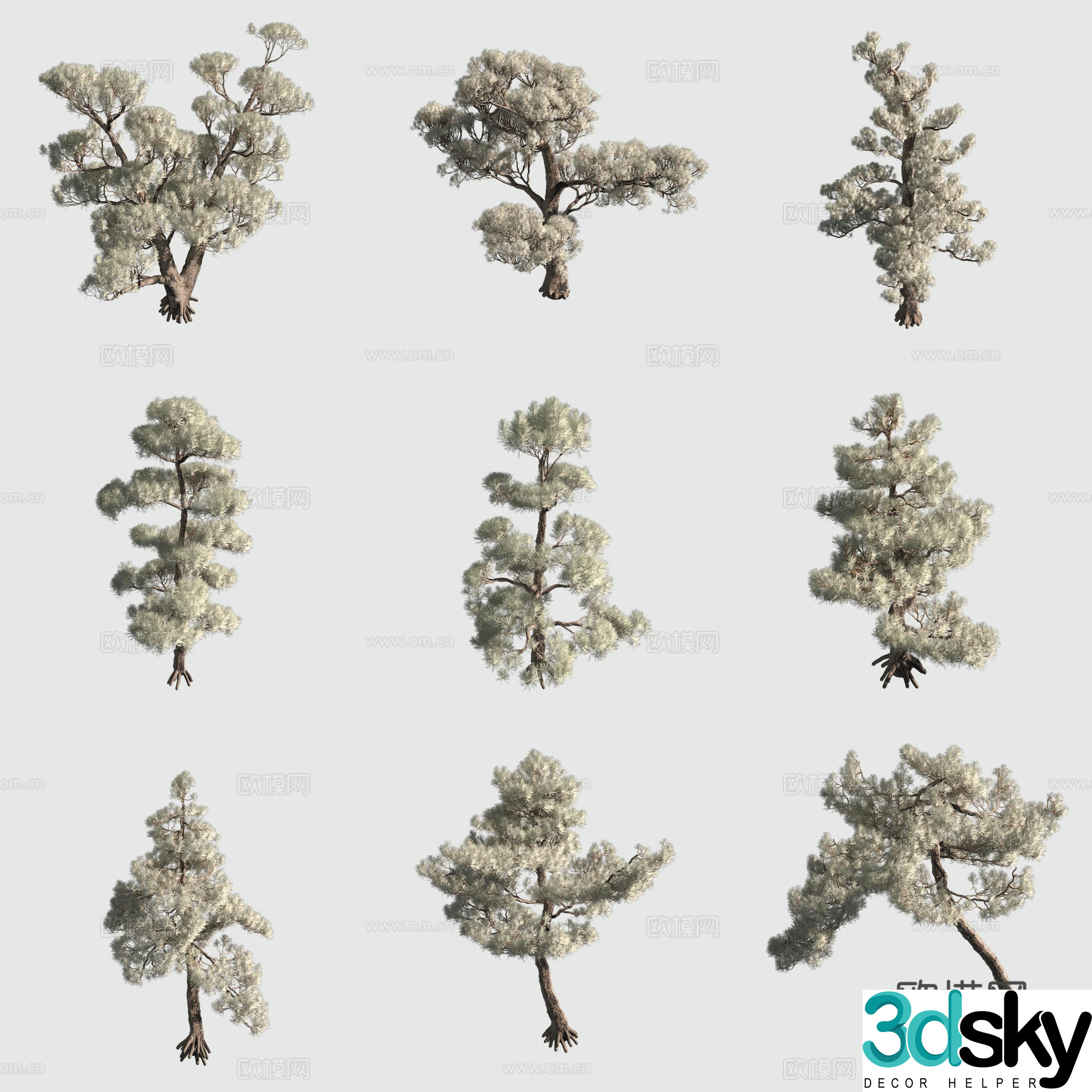 Black pine shrub hedge ornamental plant 3d model