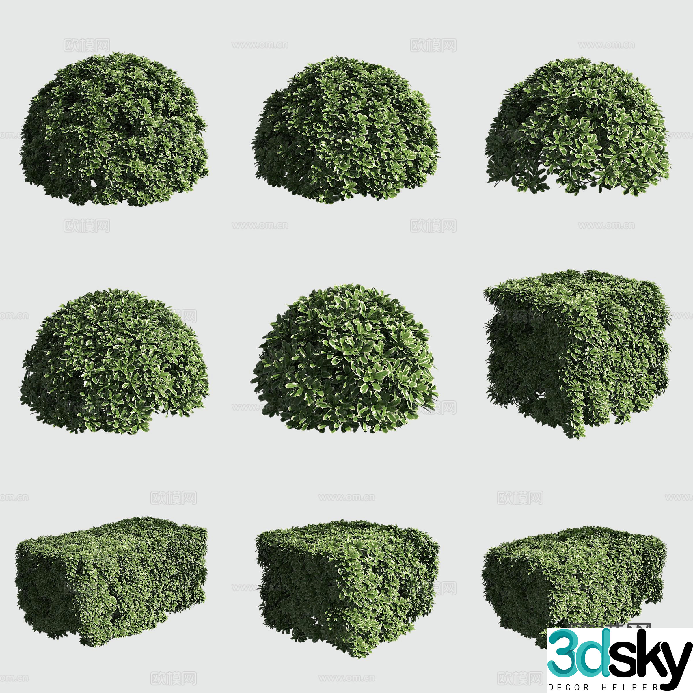 Flower leaf pothus shrub hedge ornamental plant 3d model