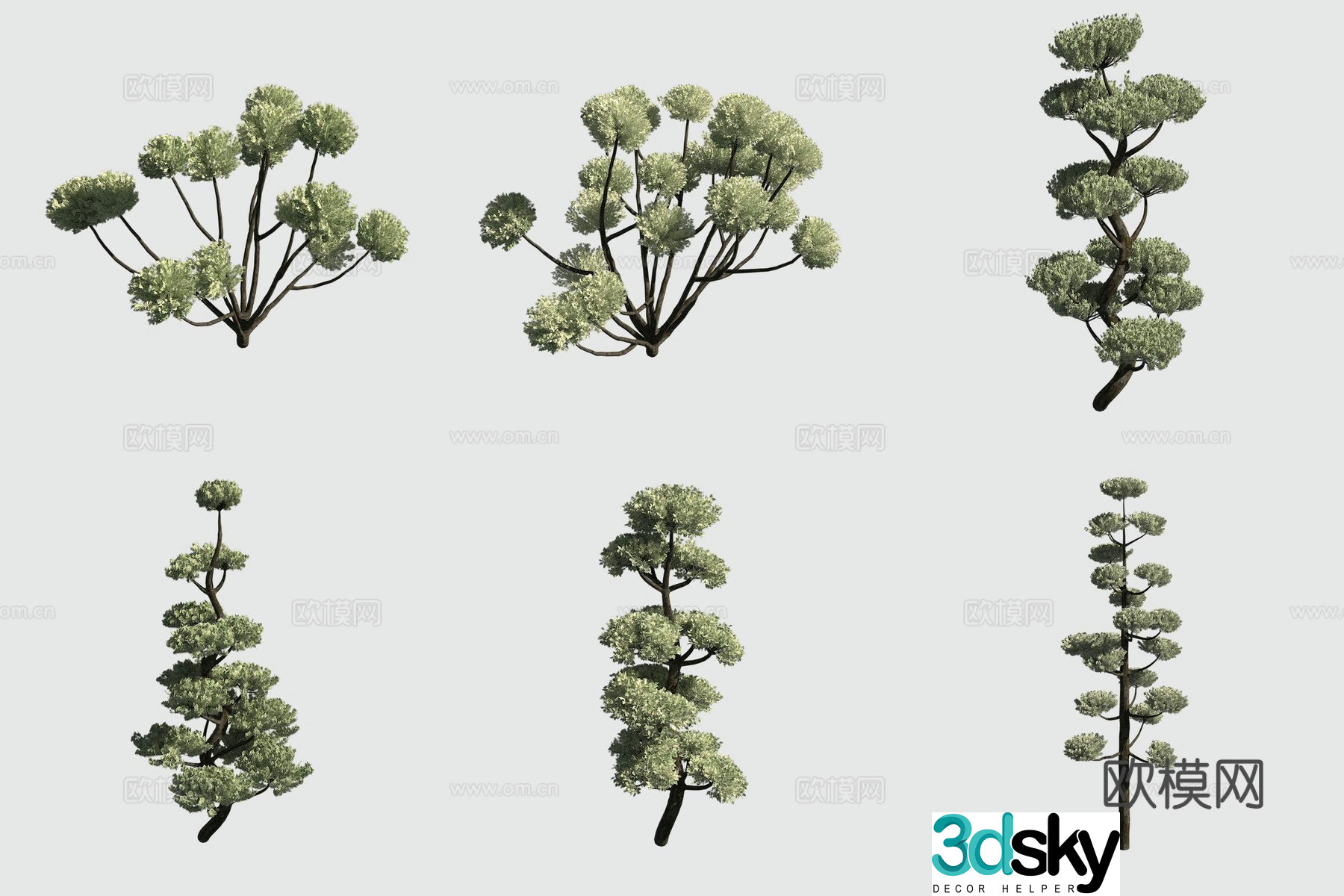 Japanese flat cypress shrub hedge ornamental plant 3d model