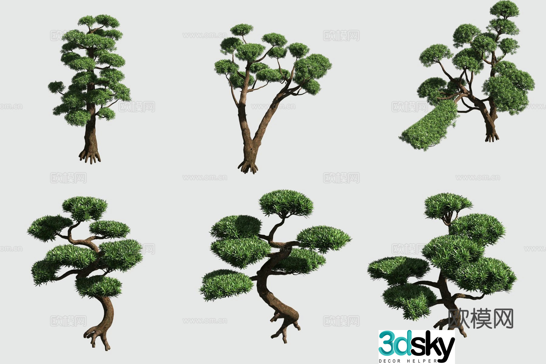 Populus hedge ornamental plant 3d model
