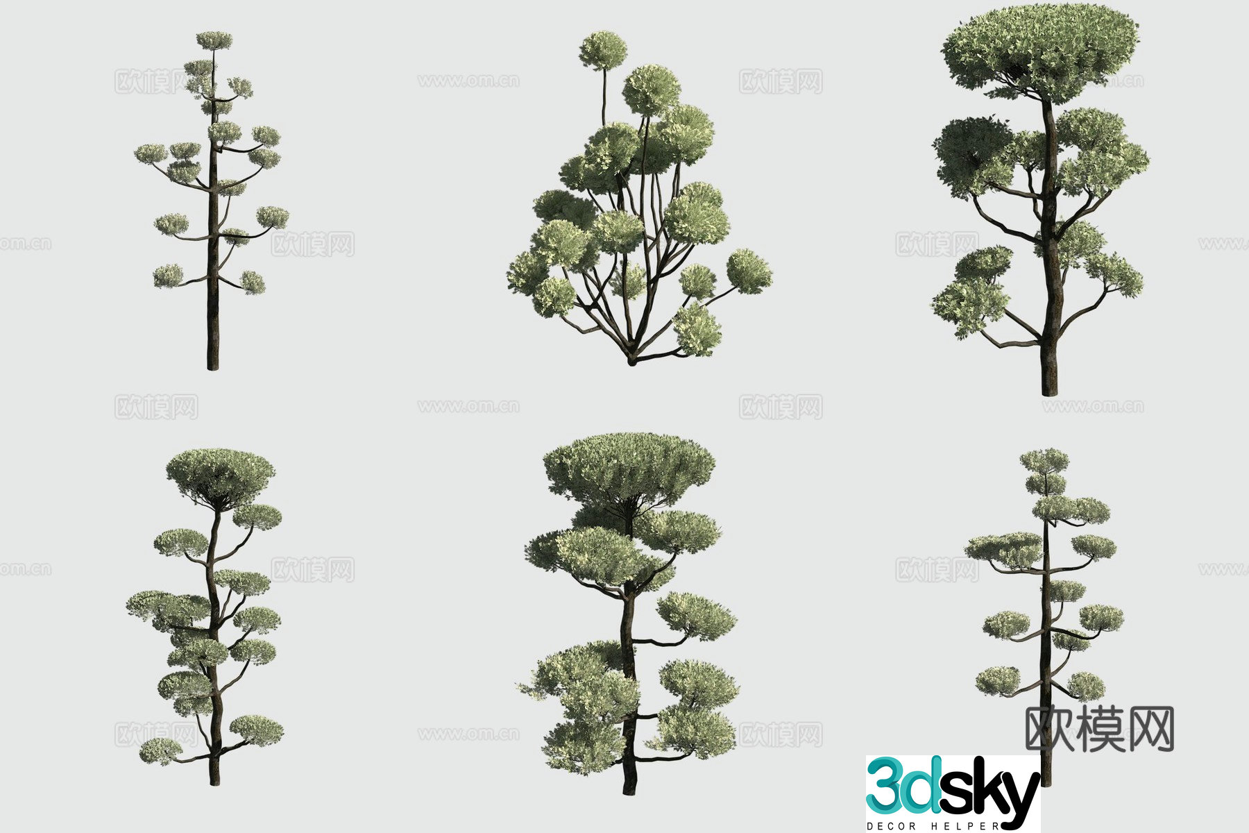 Japanese flat cypress shrub hedge ornamental plant 3d model