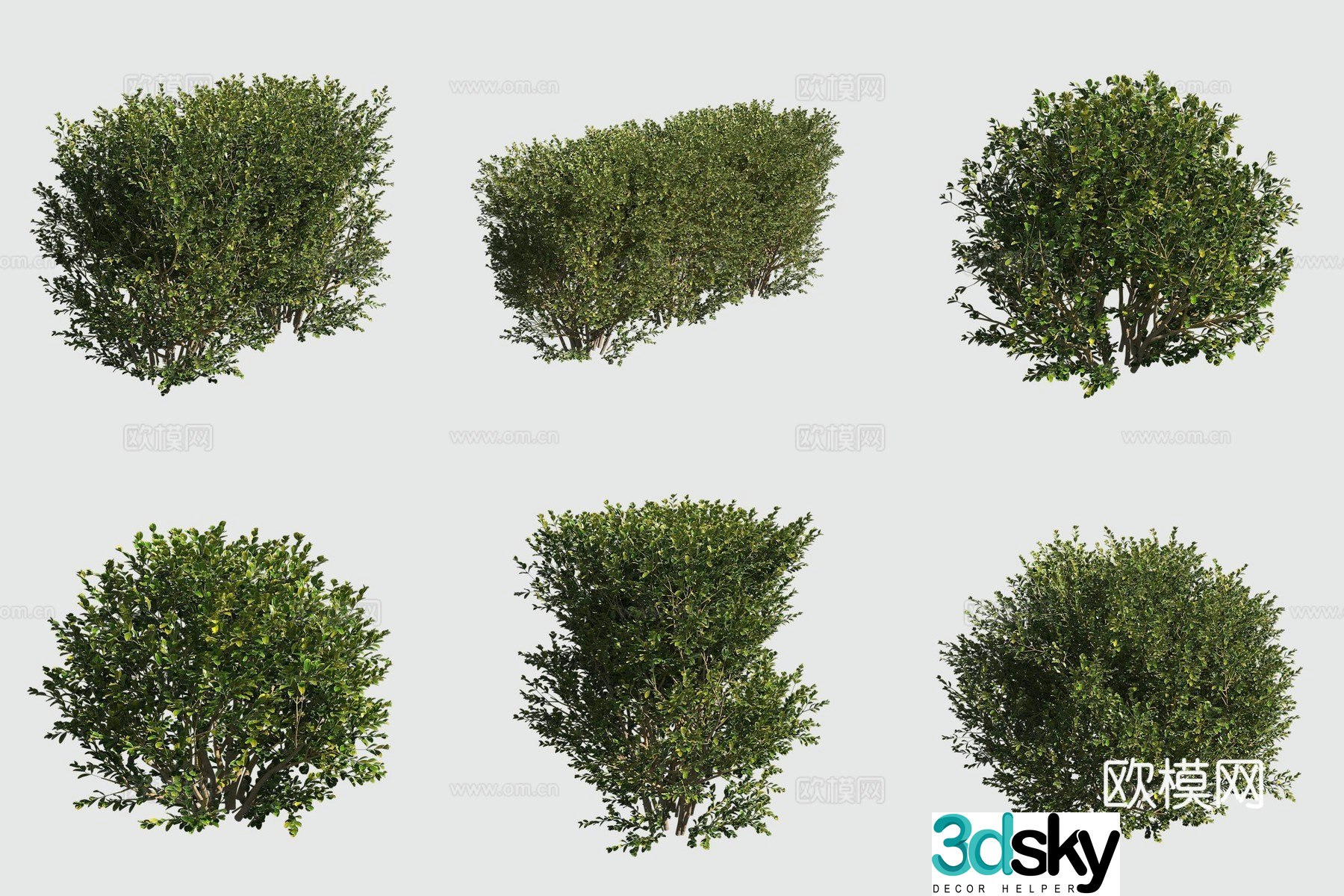 3D model of ornamental plant of small-leaf boxwood shrub hedge