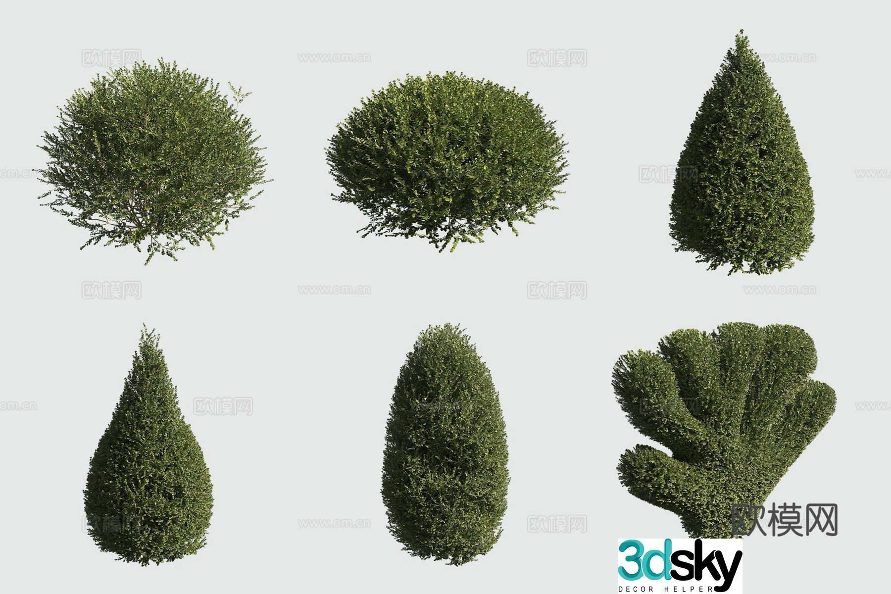3D model of ornamental plant of small-leaf boxwood shrub hedge