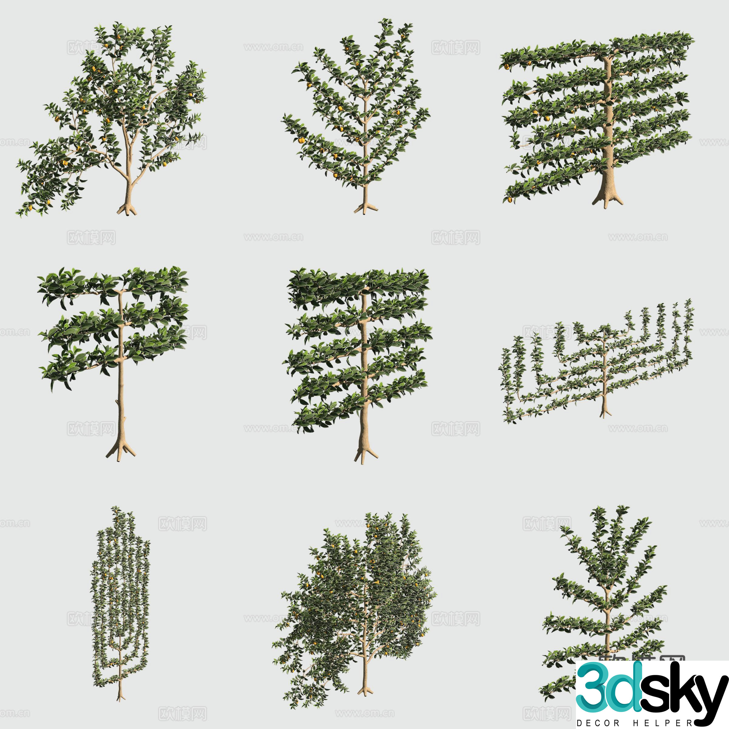 Lemon tree shrub hedge ornamental plant 3d model
