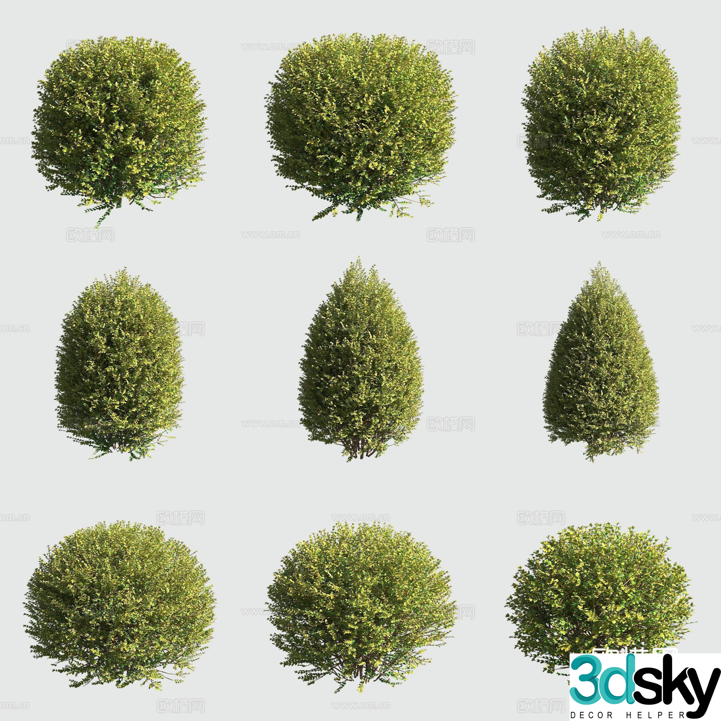 Golden leaf bright green honeysuckle bush hedge ornamental plant 3d model