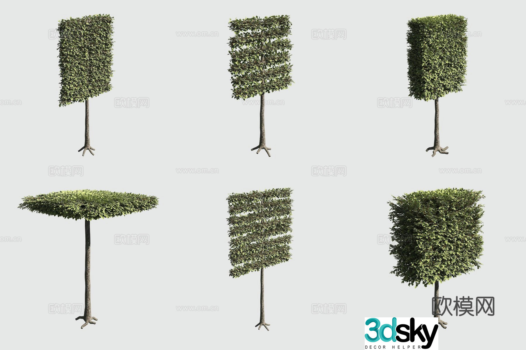 European linden tree shrub hedge ornamental plant 3d model