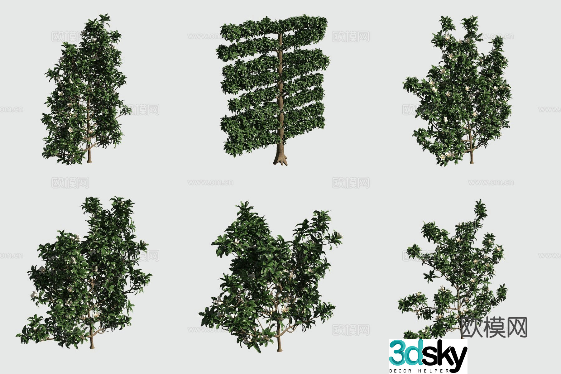 Lotus Mulan bush hedge 3d model