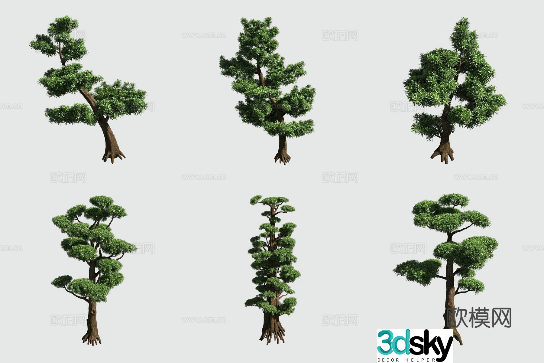 Populus hedge ornamental plant 3d model