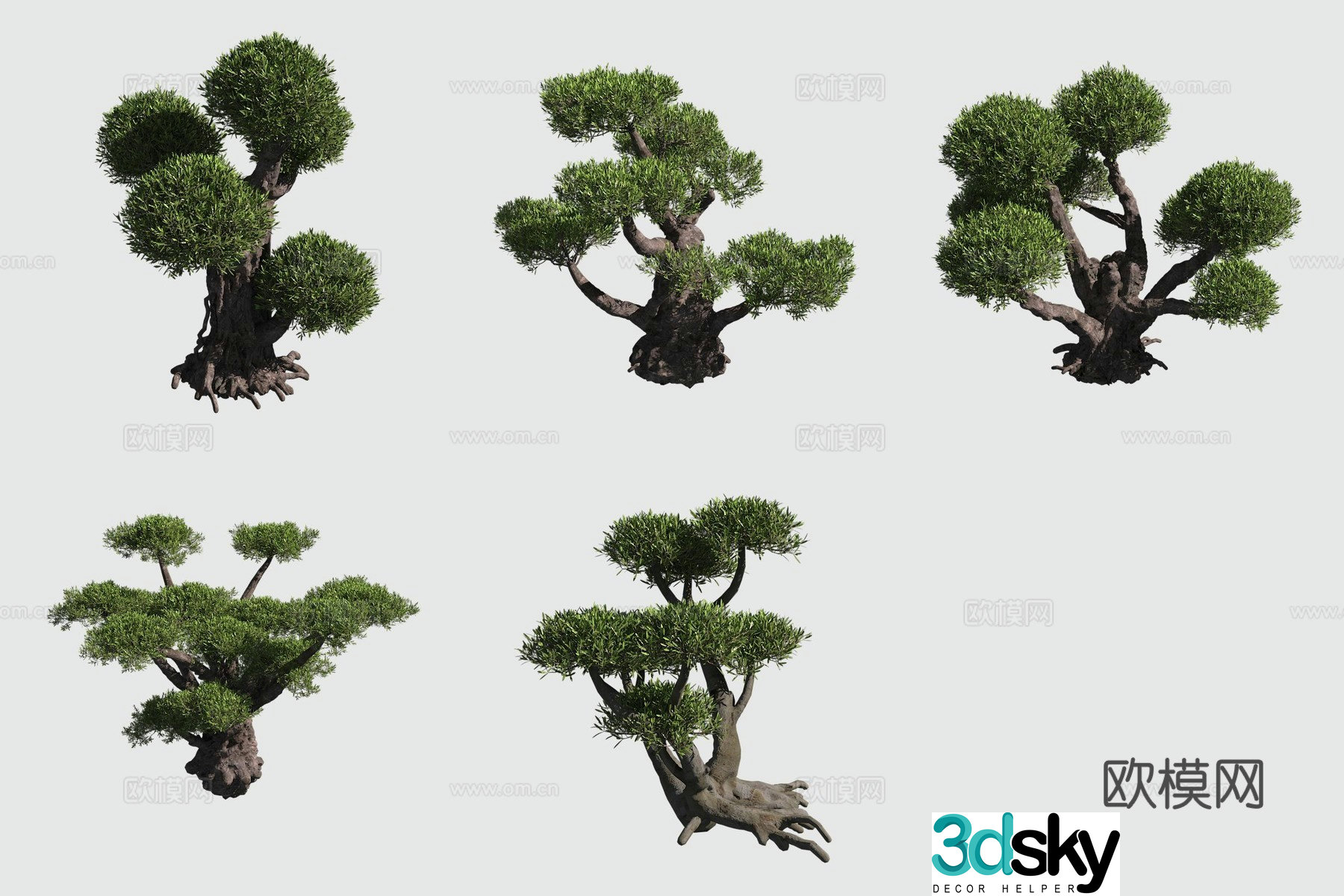 Oil olive shrub hedge ornamental plant potted 3d model