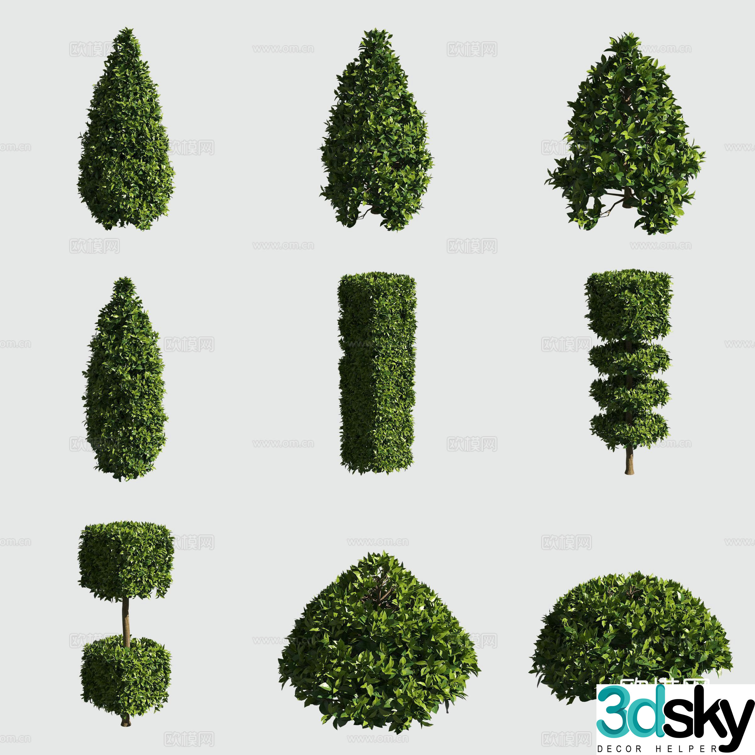 European Ligustrum shrub hedge ornamental plant 3d model