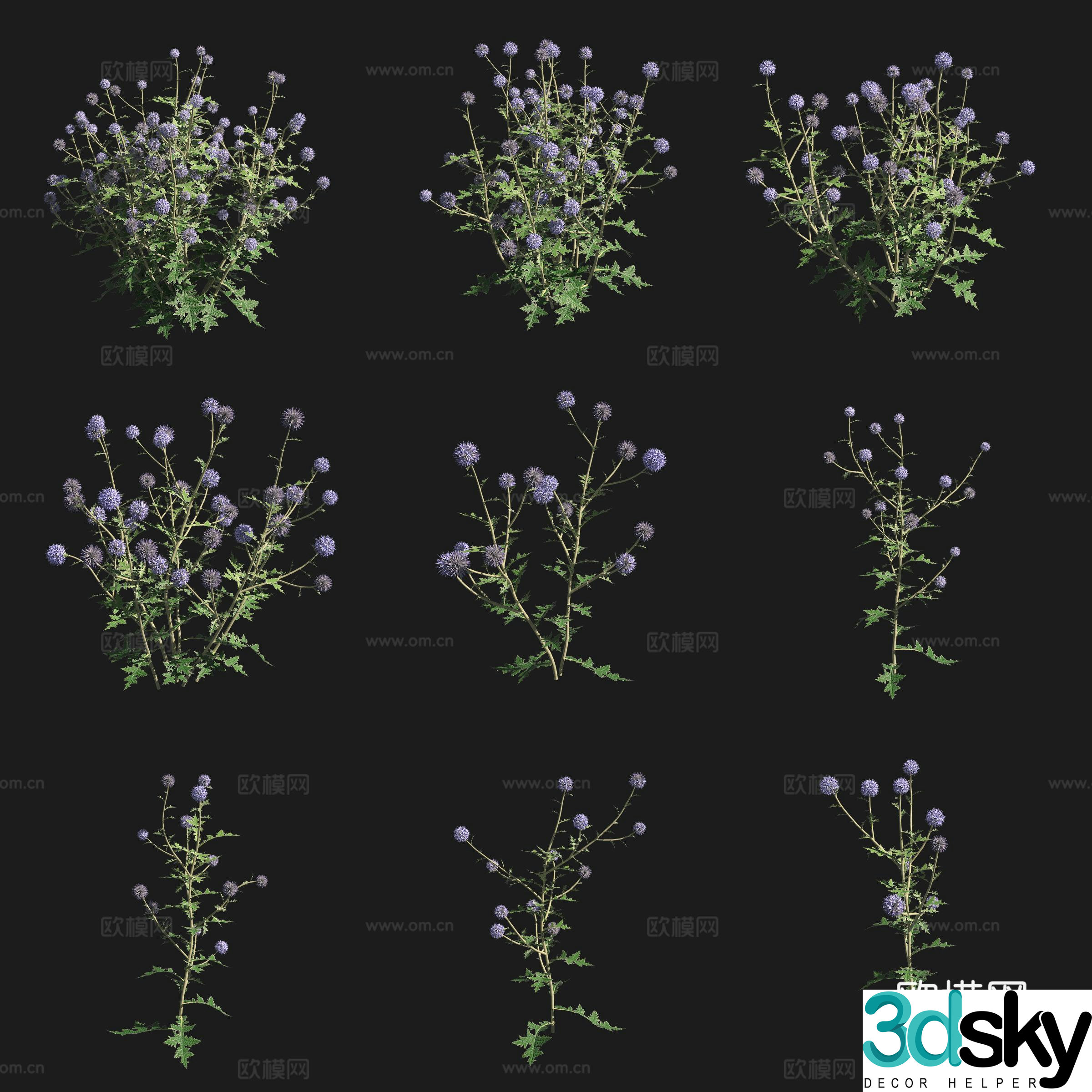 Hard leaf blue thorn head shrub flowers and plants grass plants 3D model