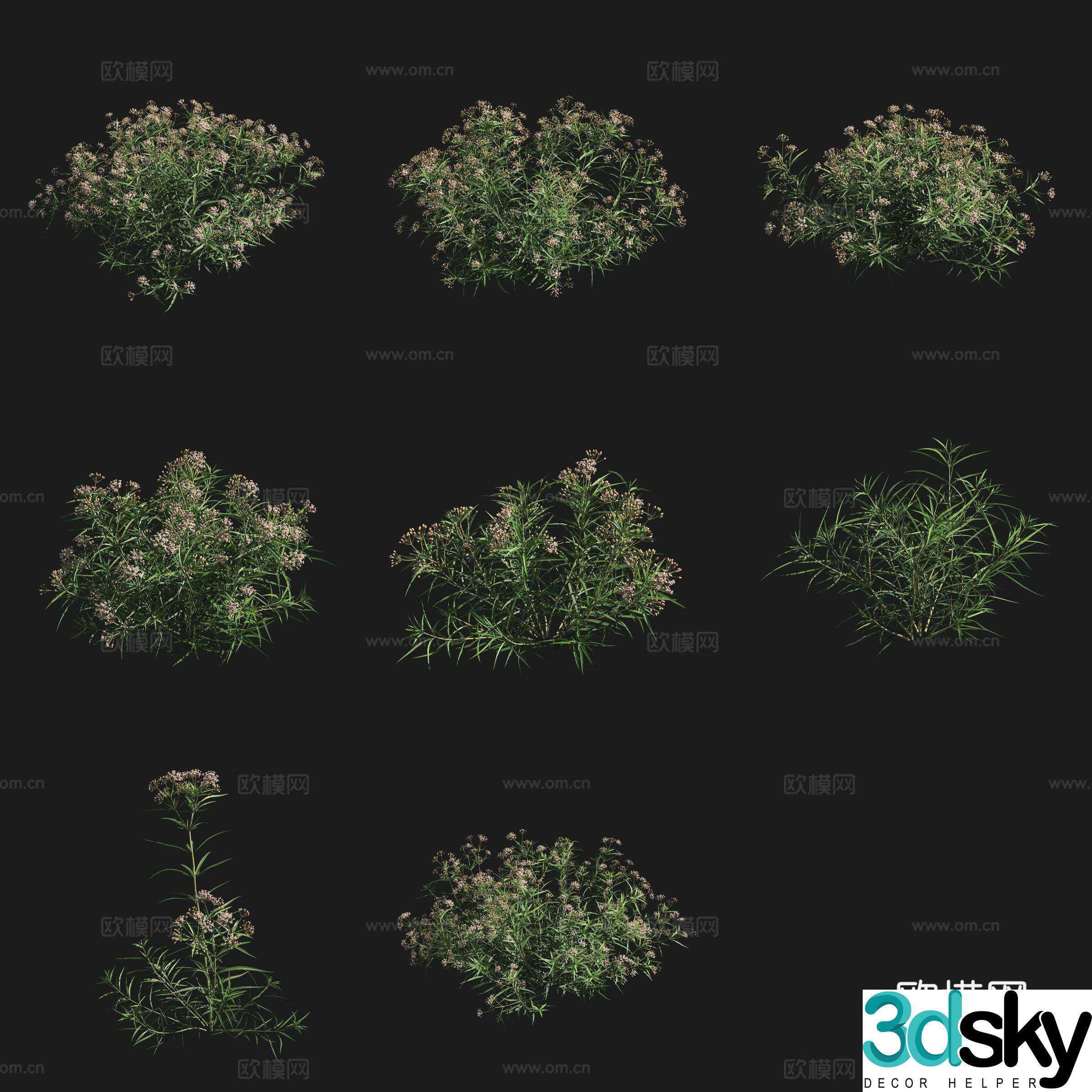 Cluster flower milkweed shrub flowers and plants grass plants 3D model