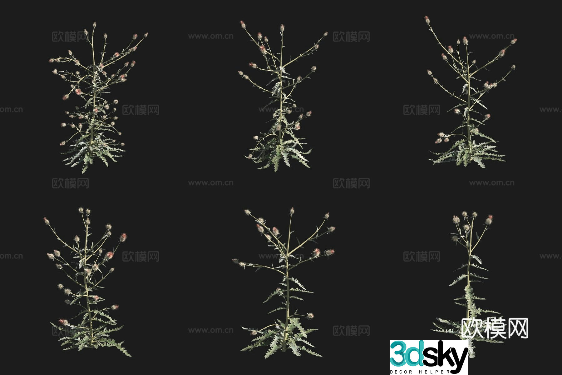 Western thistle flower grass grass plant 3d model