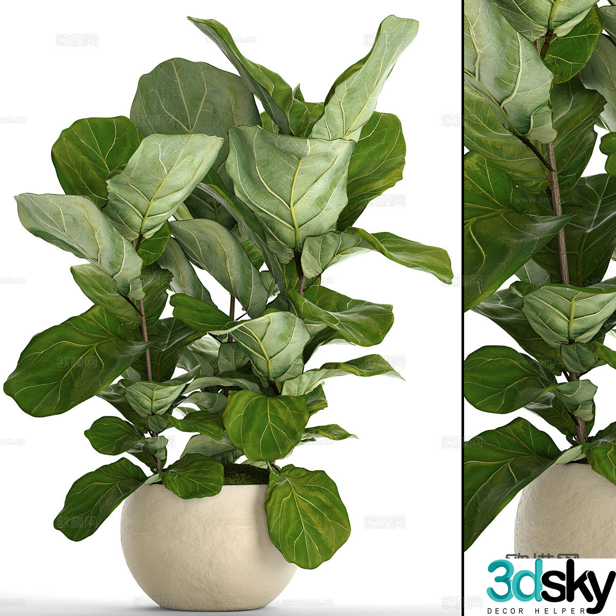 Modern Banyan Pot Plant 3D Model