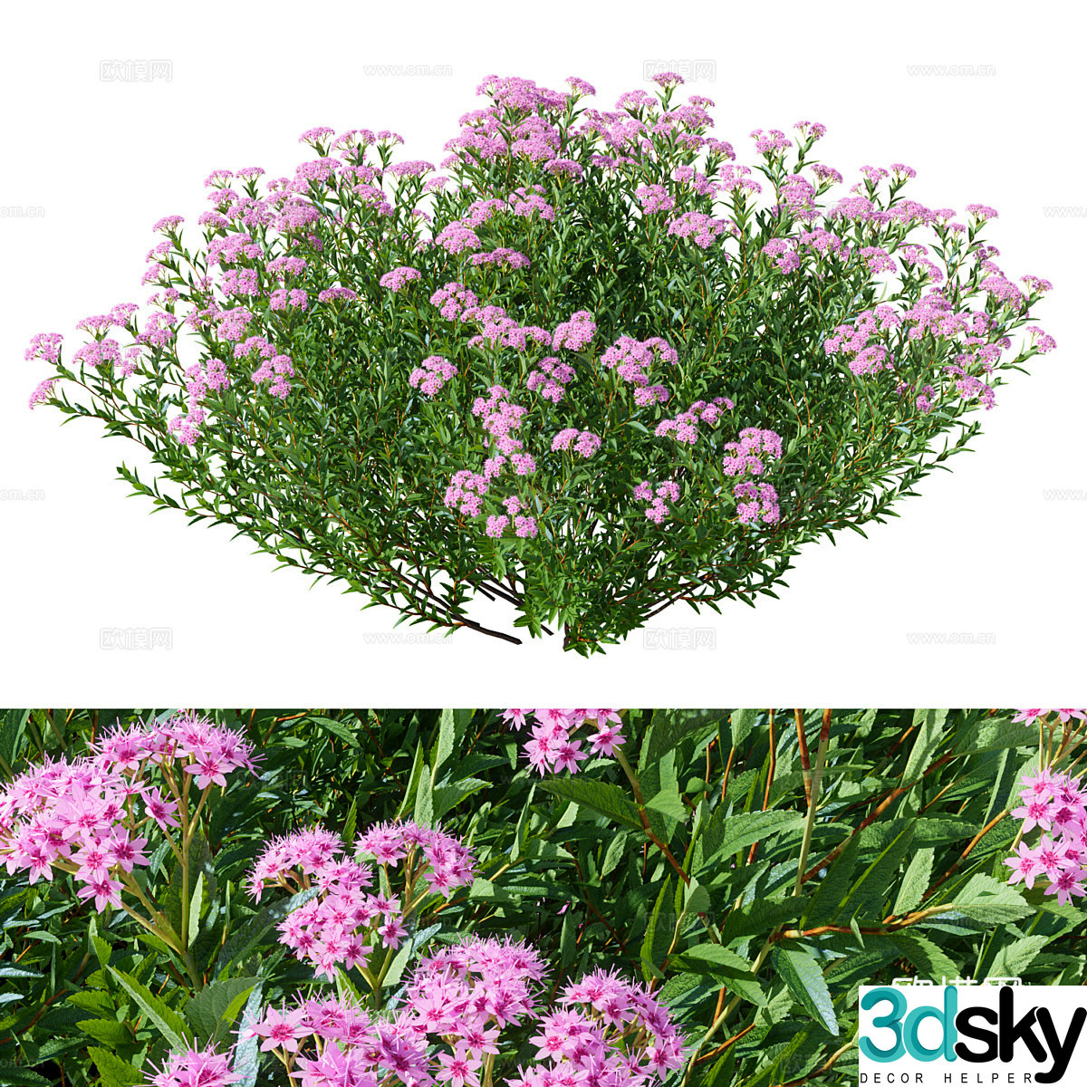 Shrub Spiridium 3d model
