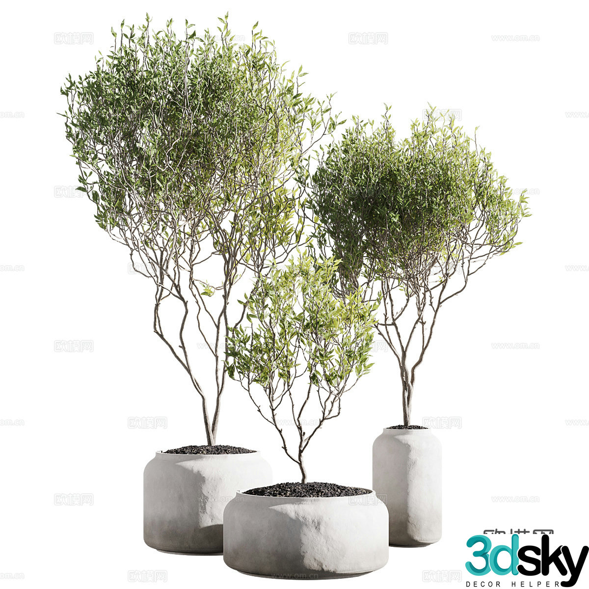 New Chinese style wasabi green plant potted 3D model