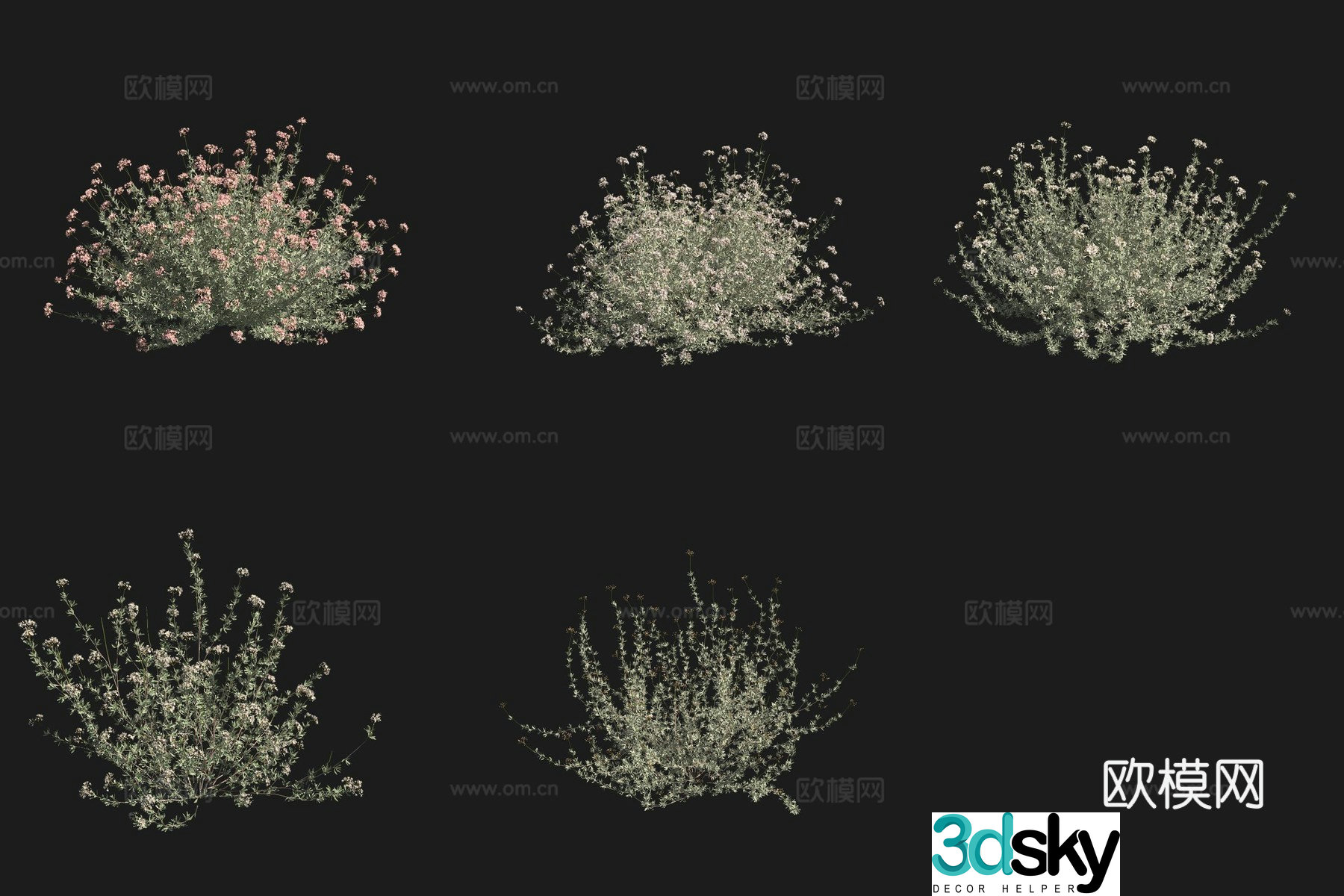 California wild buckwheat shrub flowers and plants grass plants 3D model