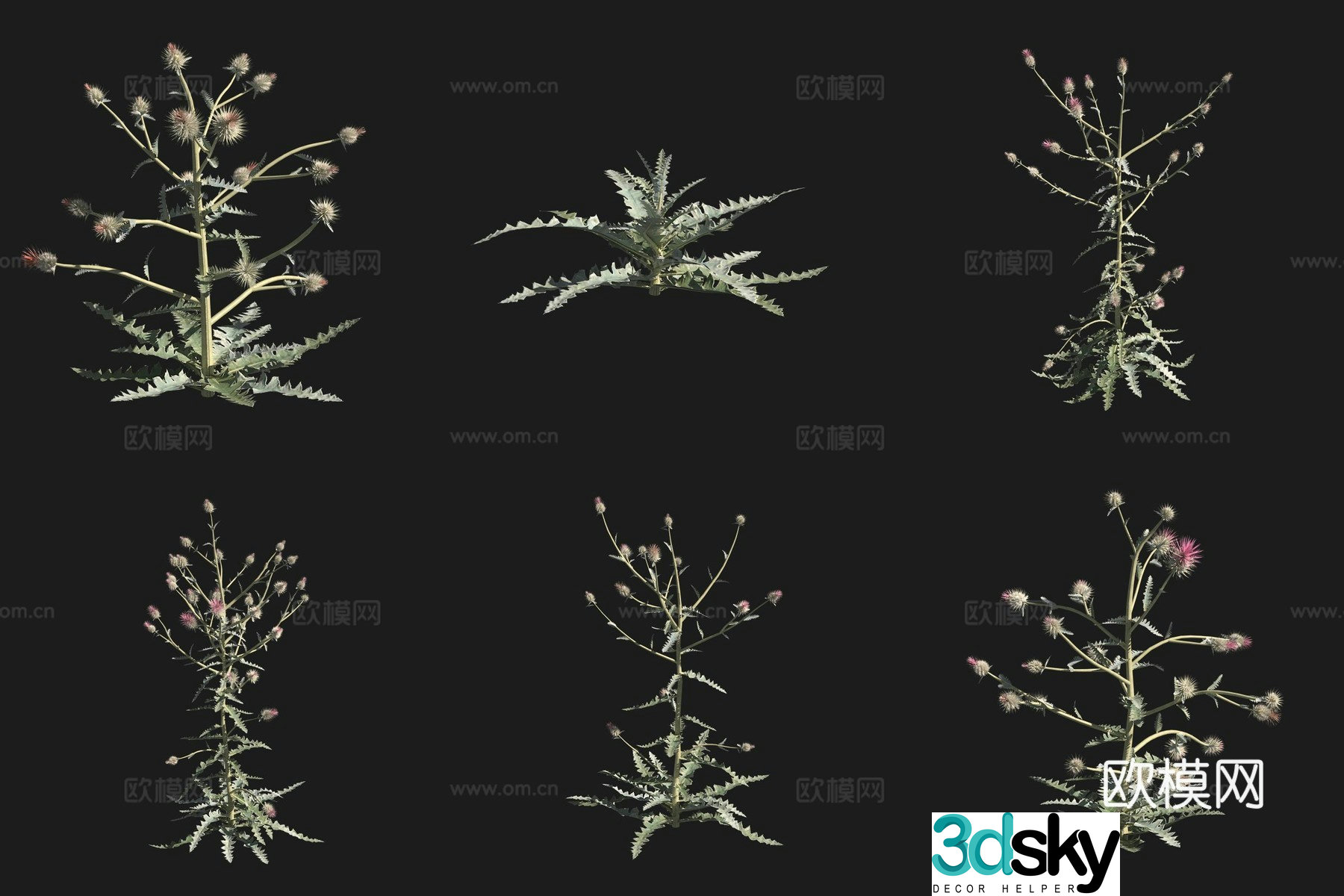 Western thistle flower grass grass plant 3d model