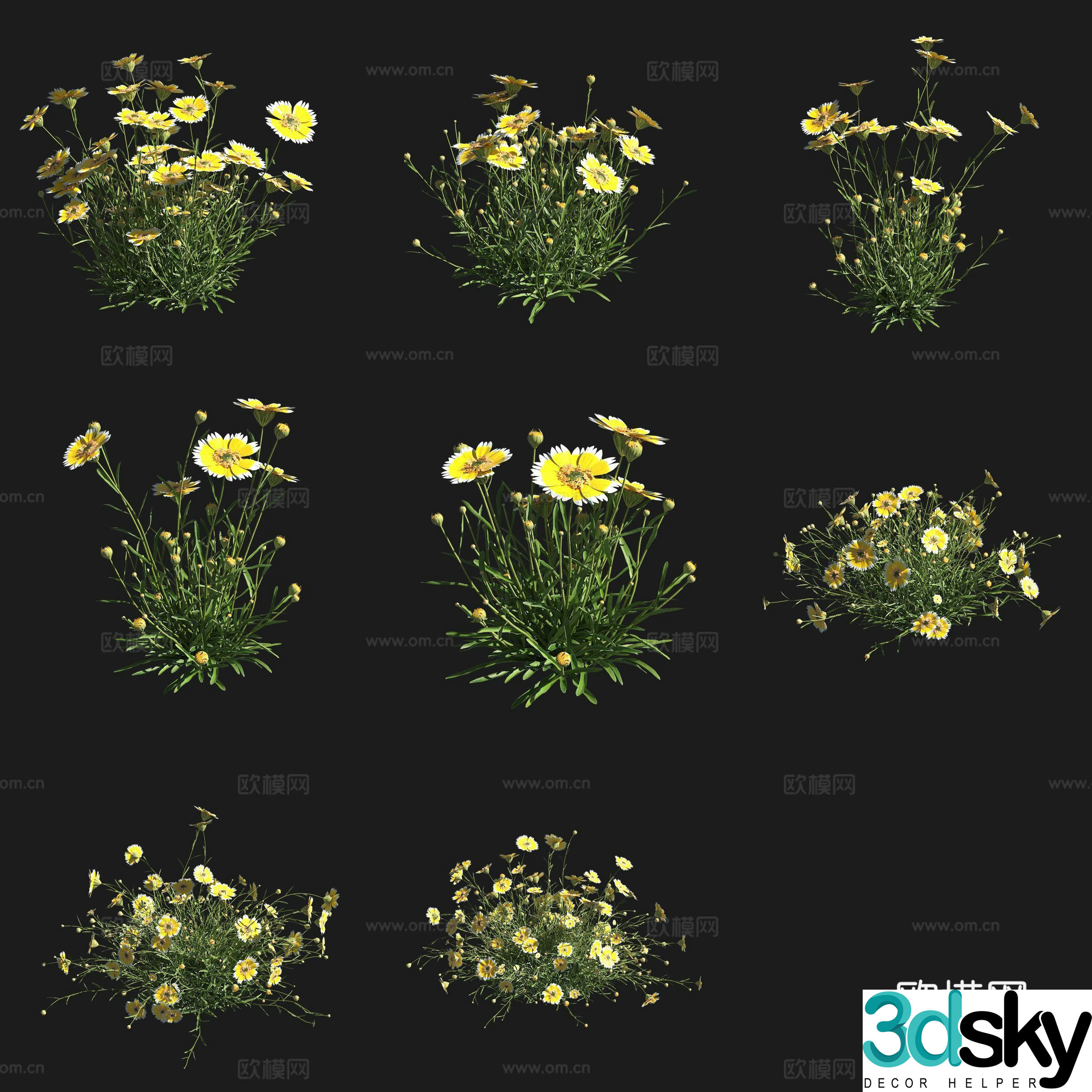 Raya chrysanthemum shrub flowers and plants grass plants 3D model
