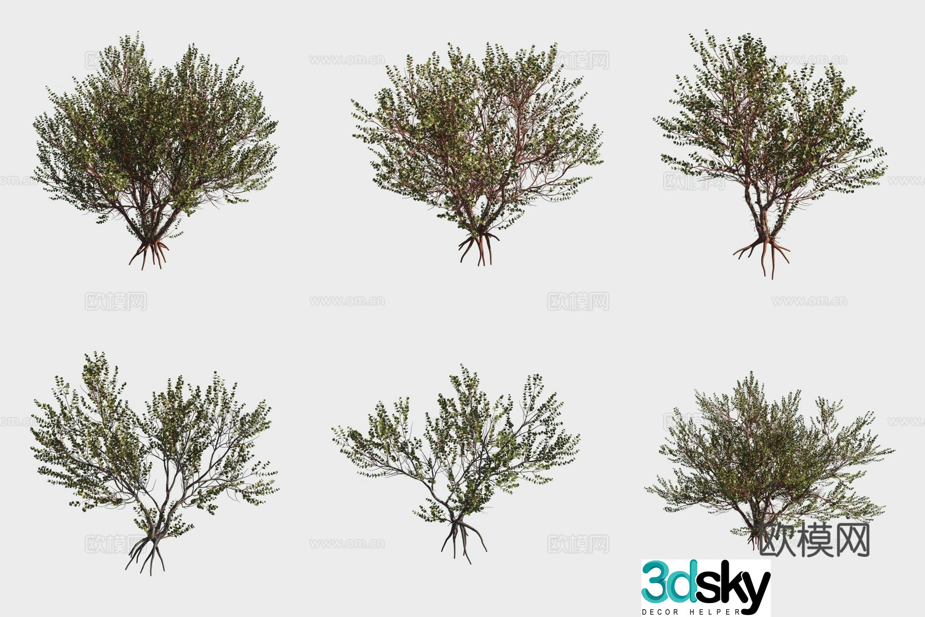 3D model of Eucalyptus Eucalyptus Trees