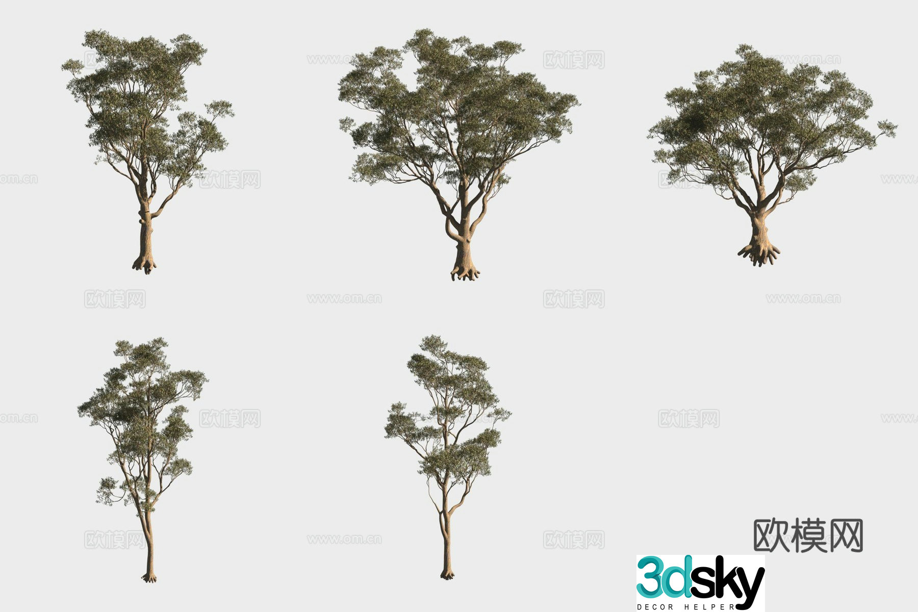 Sweet leaf eucalyptus small trees forest 3d model