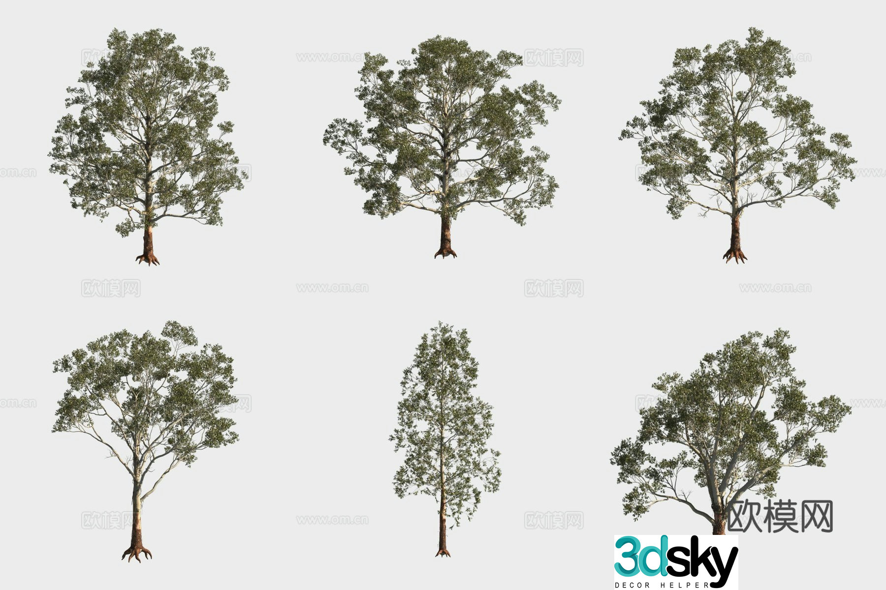 Money eucalyptus tree forest 3d model