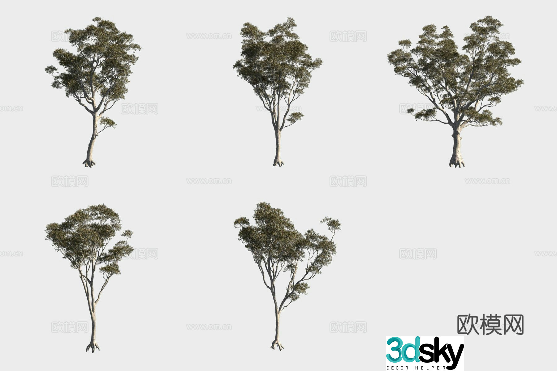 Broom eucalyptus tree woods 3d model
