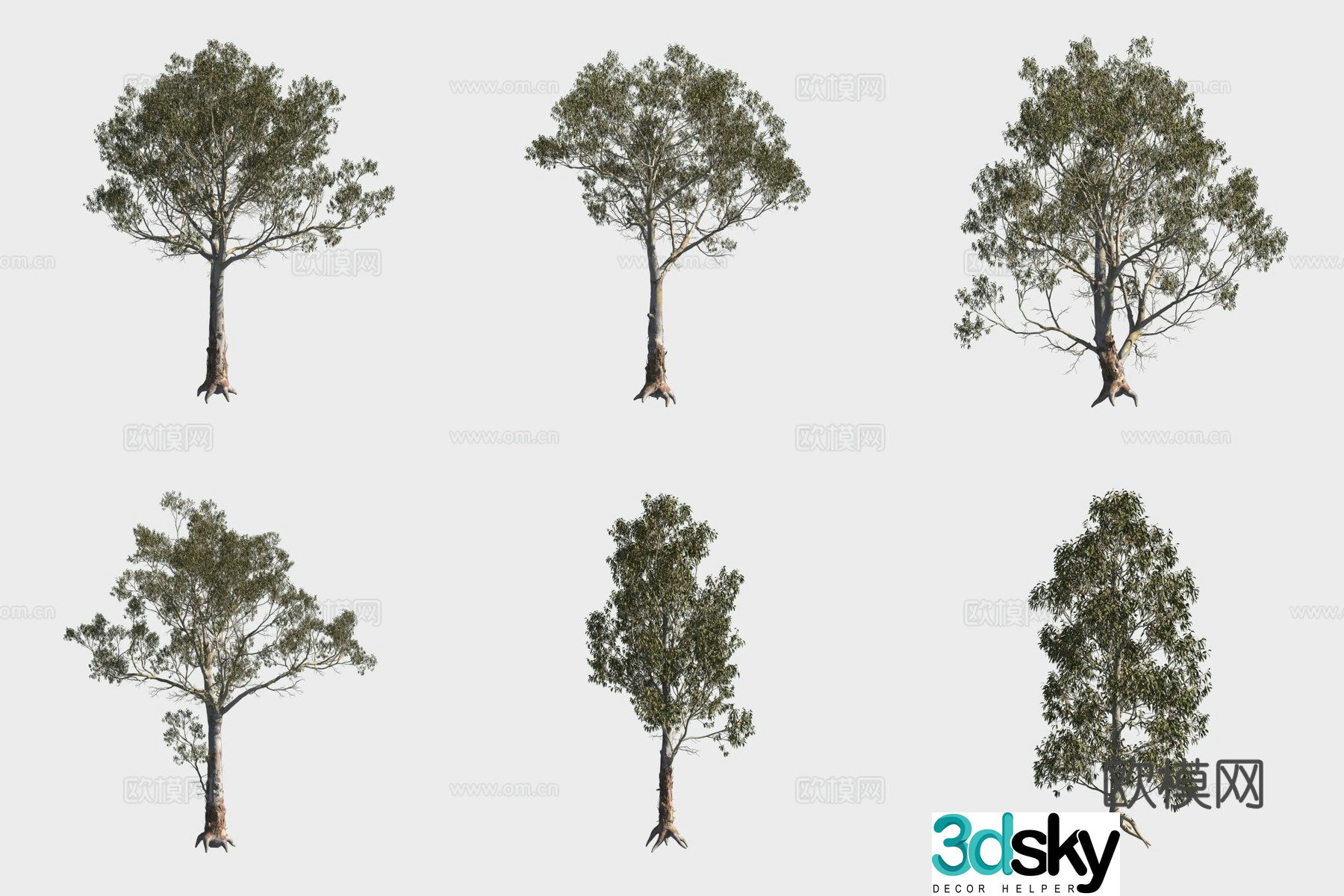 3D model of wide leaf eucalyptus tree forest