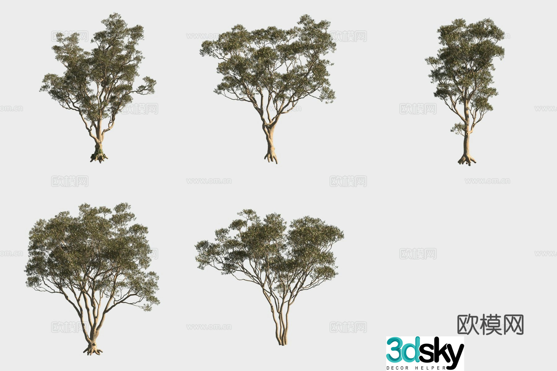 White wood eucalyptus tree forest 3d model