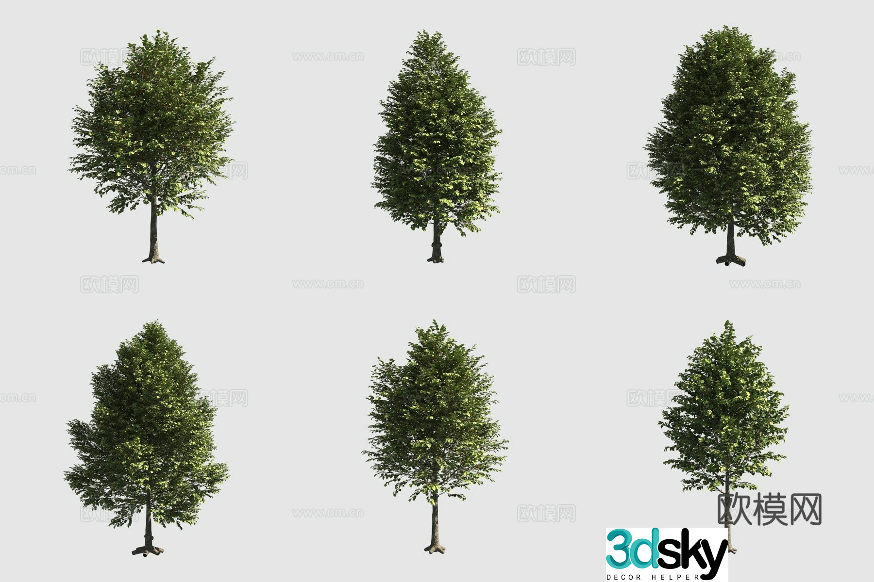 European linden European linden street tree 3d model