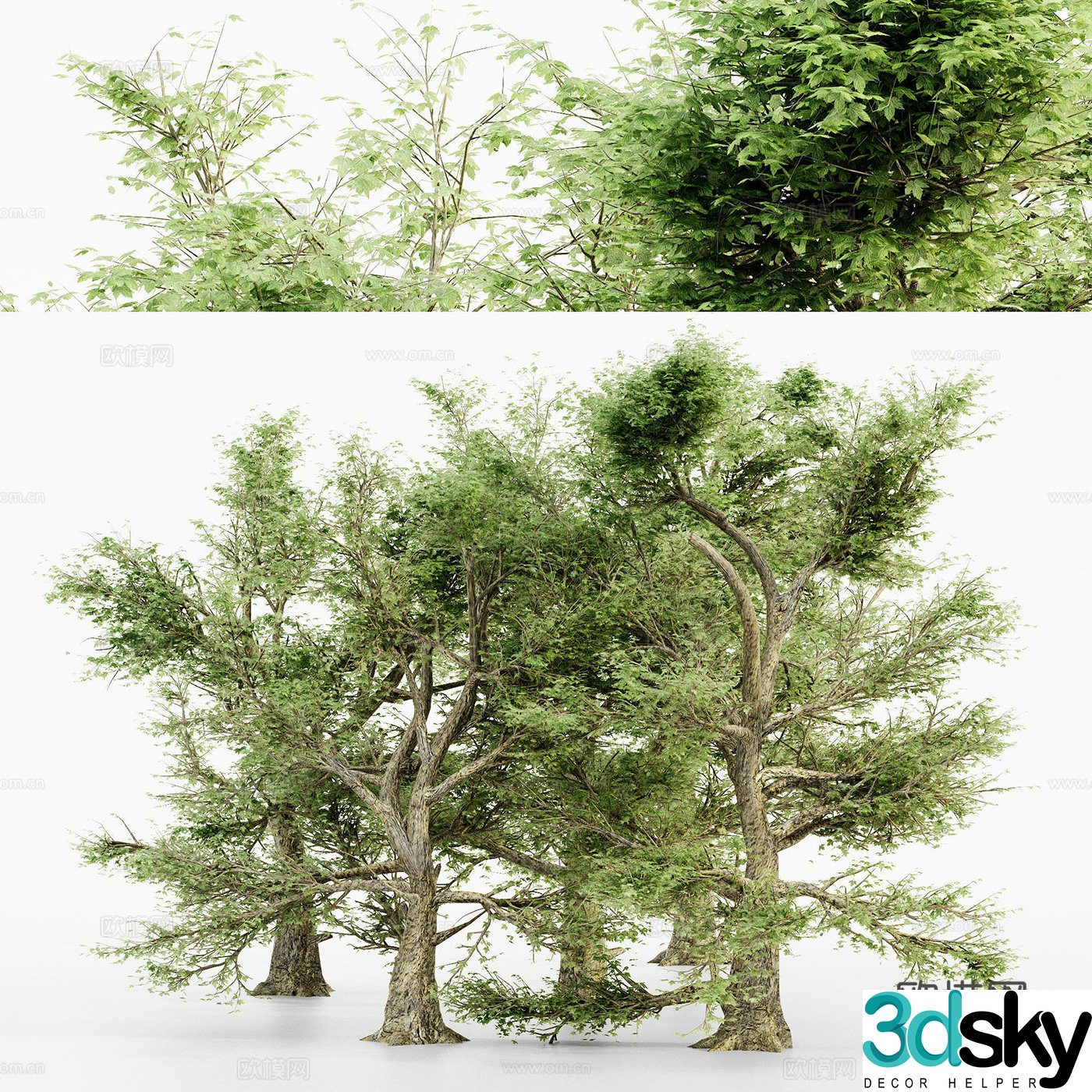 3d model of sycamore tree