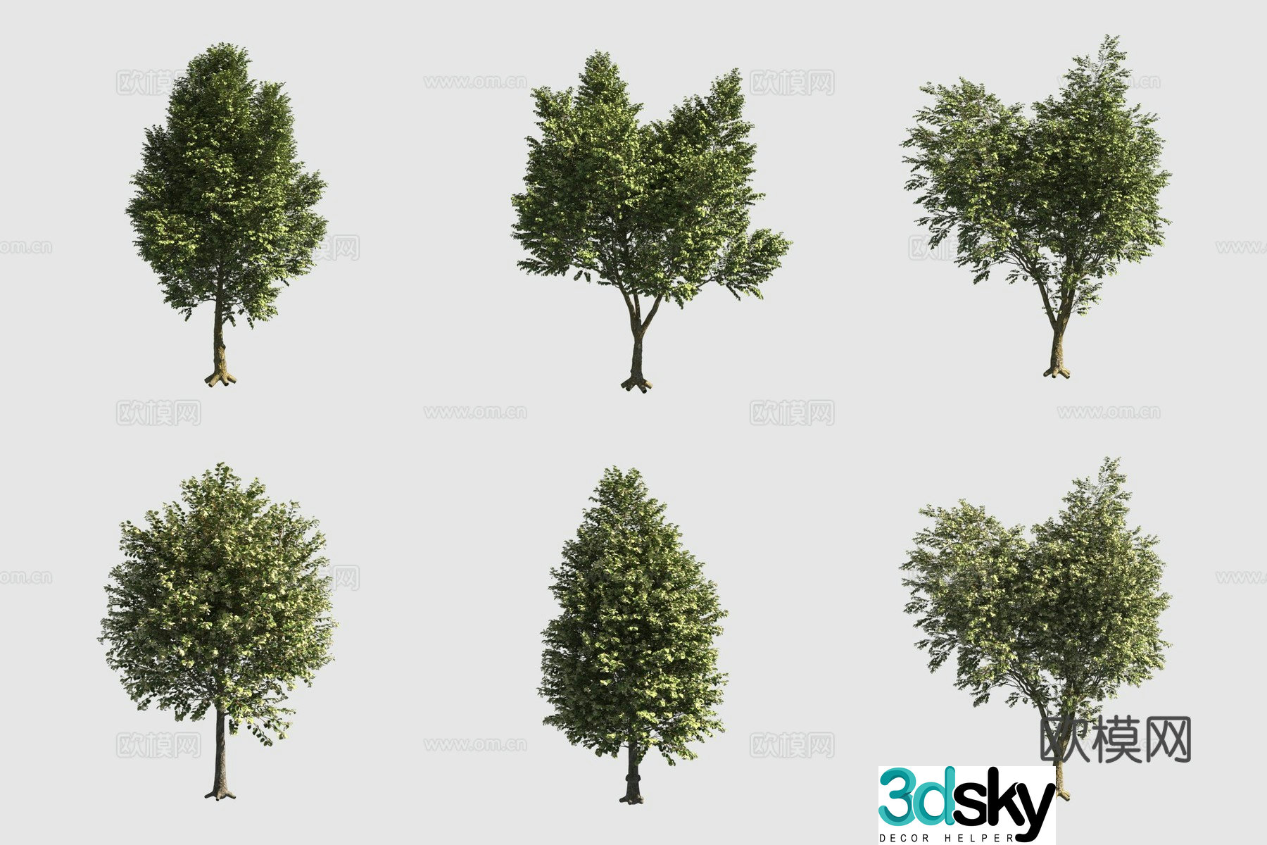 European linden European linden street tree 3d model