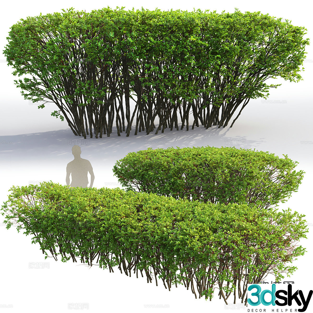 Hedge 3d model