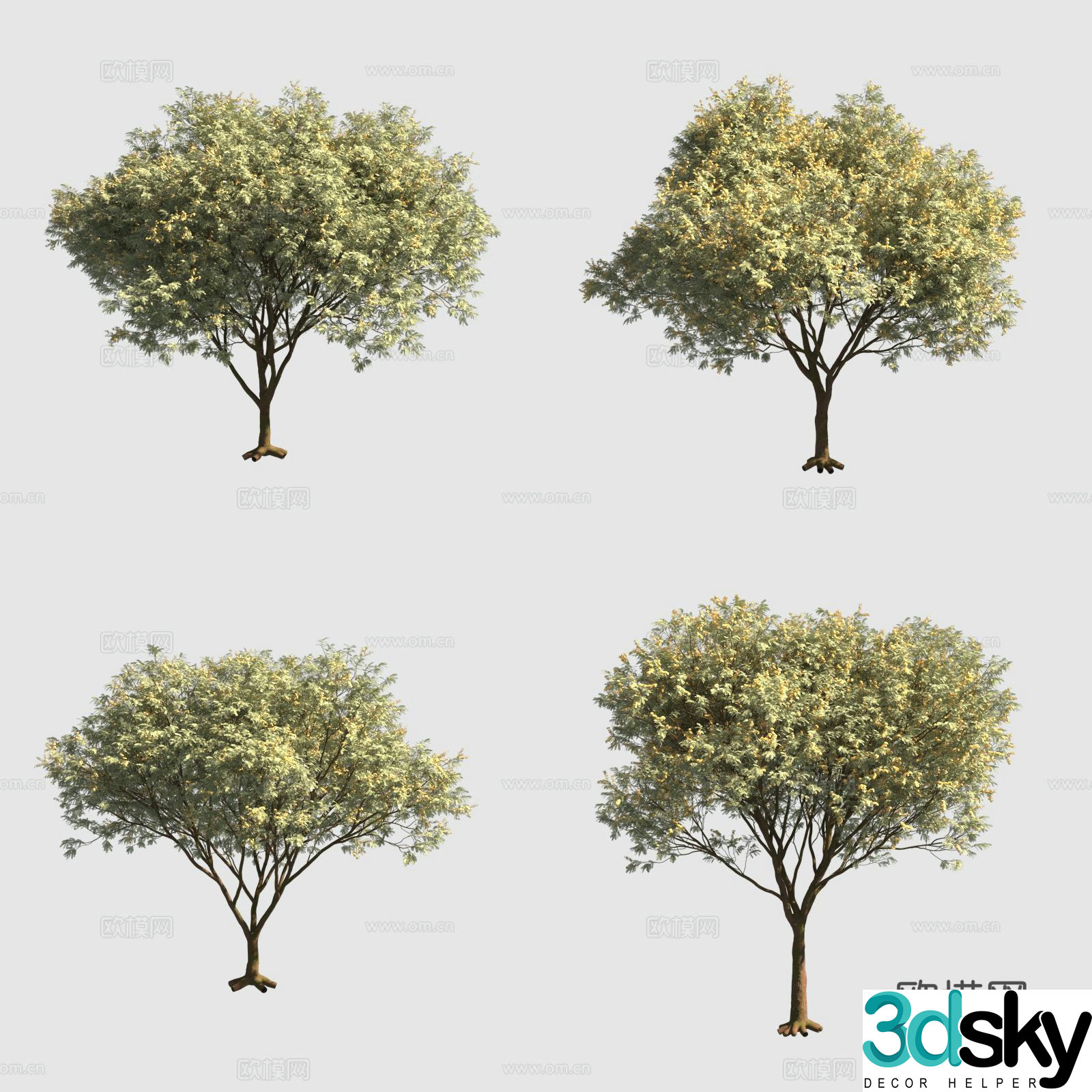 Argentina ironwood street tree flower tree 3d model