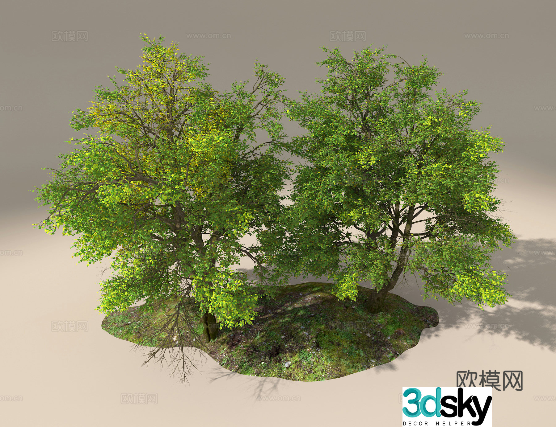 Ash tree 3d model