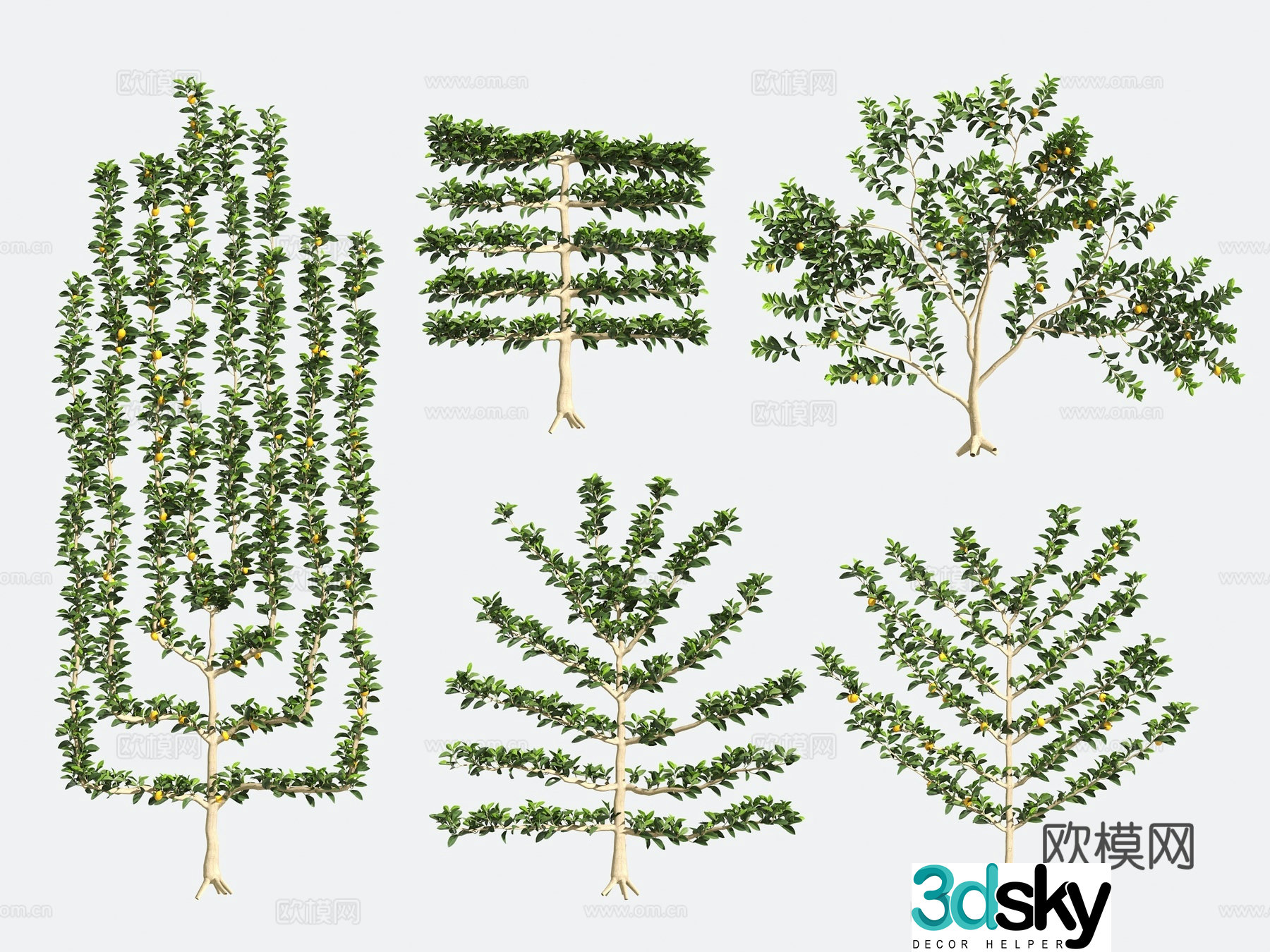 Ornamental Plant Modeling Tree Gardening Shrub 3D Model