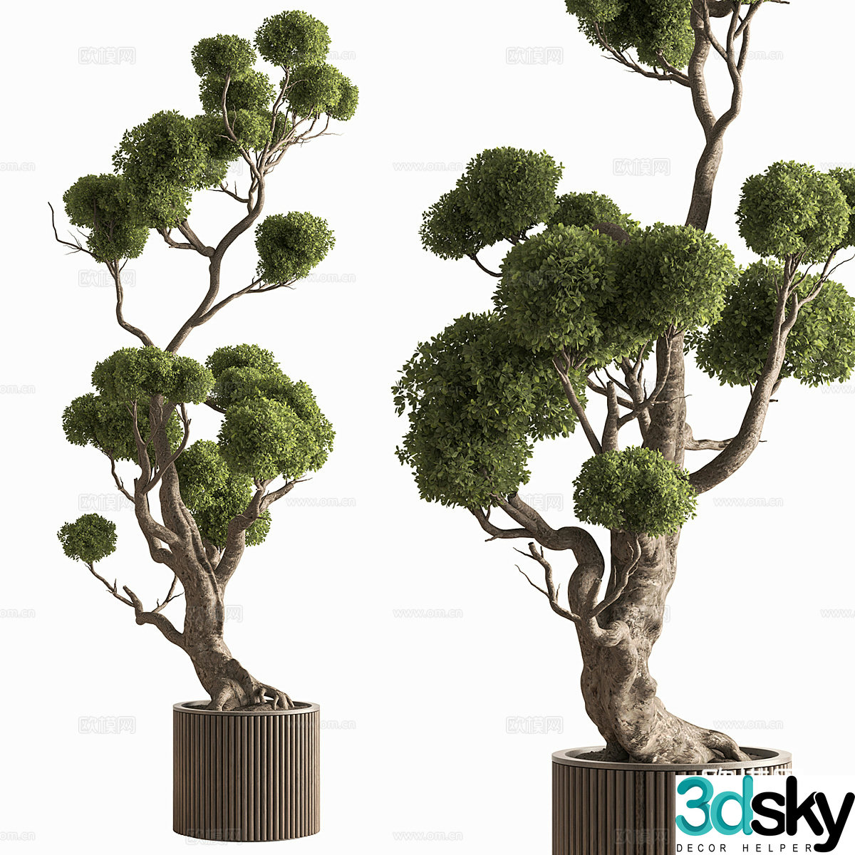New Chinese pine bonsai pot plant 3D model